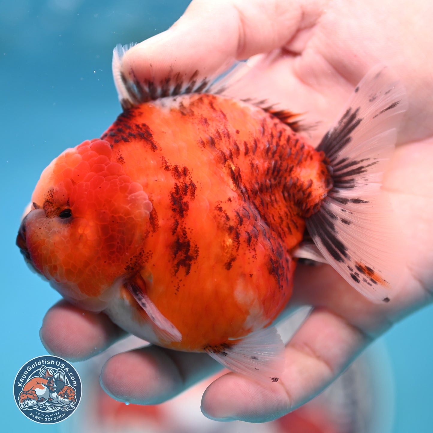 Tricolor Tiger YuanBao Oranda 3.25 inches Body - Male (250321_OR05)