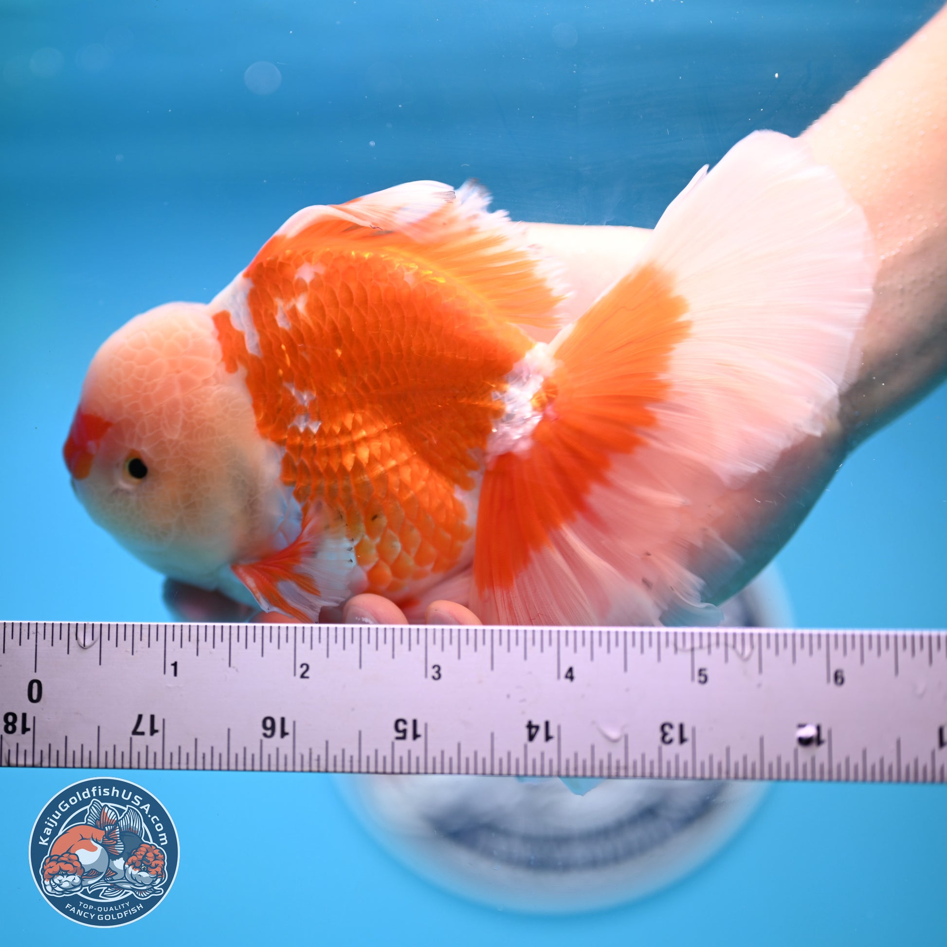 Red White Rose Tail Oranda 4-6.5 inches (240906_OR05) - Kaiju Goldfish USA