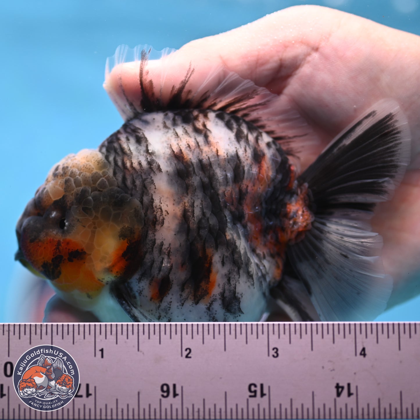 Tricolor Tiger YuanBao Oranda 3.75 inches Body - Male (250307_OR05)
