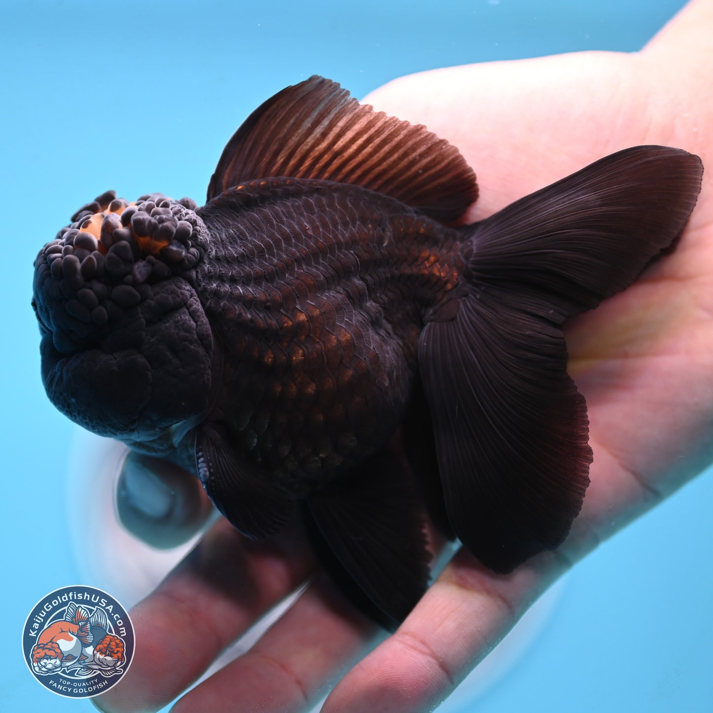 Marbled Wen Black Rose Tail Oranda 3 inches Body - Male (250117_OR05) - Kaiju Goldfish USA