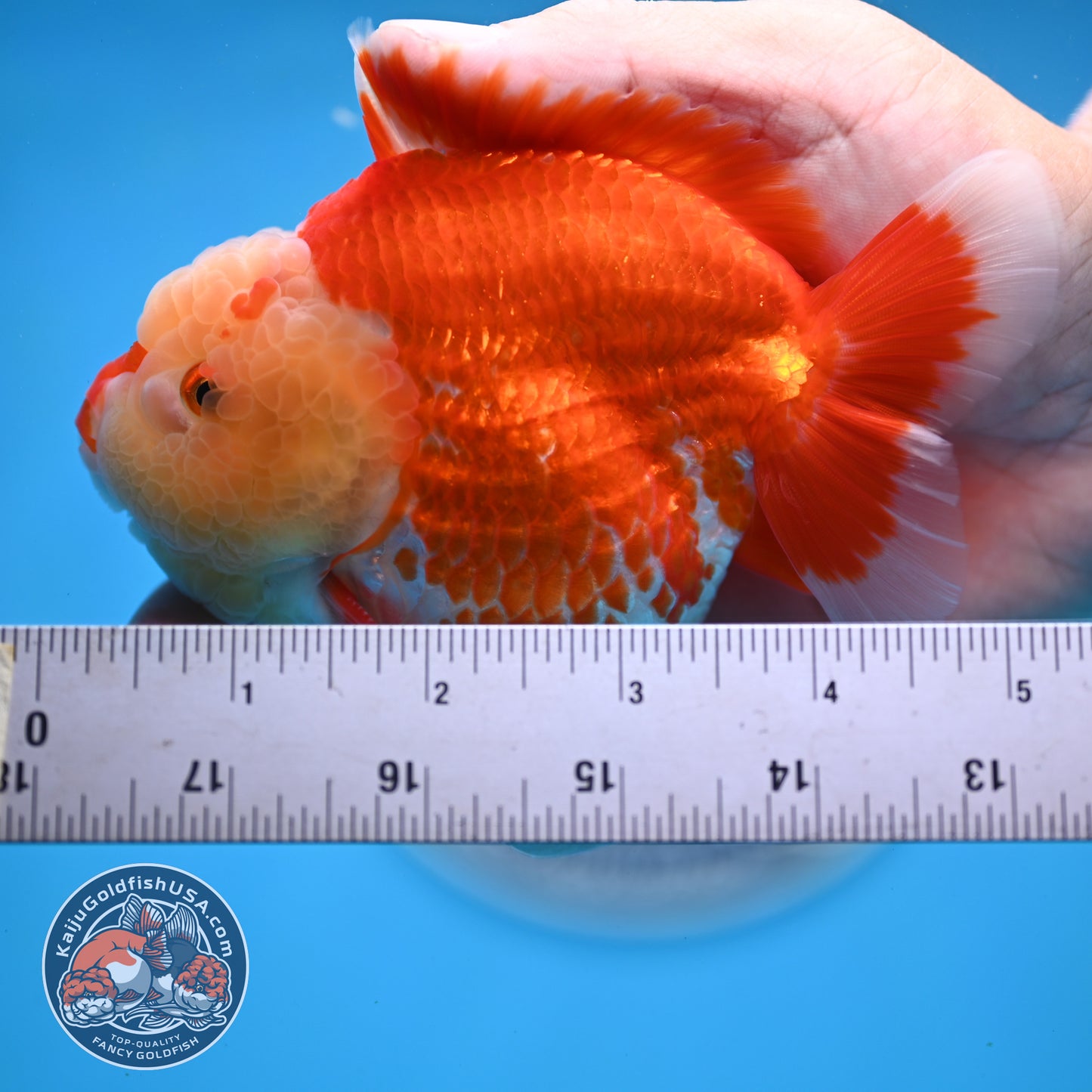 Chicken Face Red White Oranda 4 inches Body (250523_OR05)