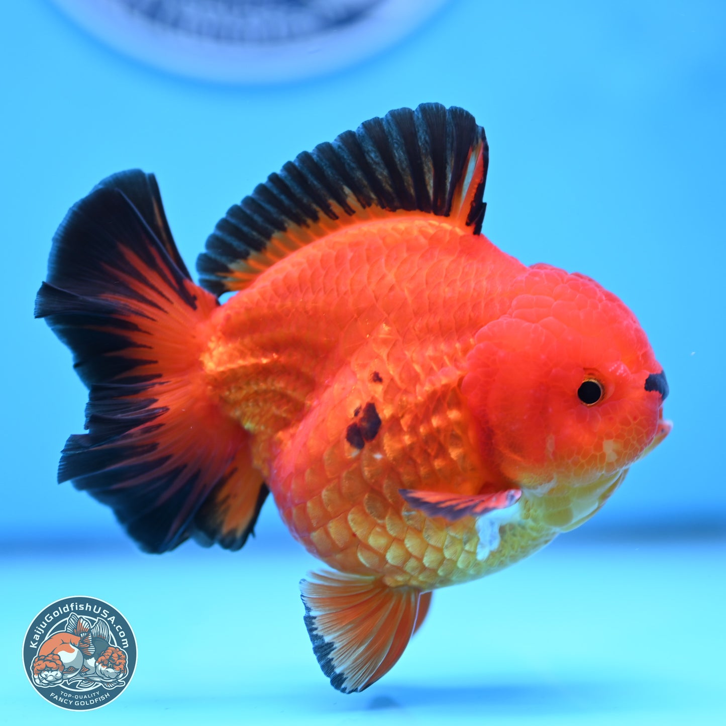 Apache YuanBao Oranda 3.5 inches Body - Male (250314_OR05)