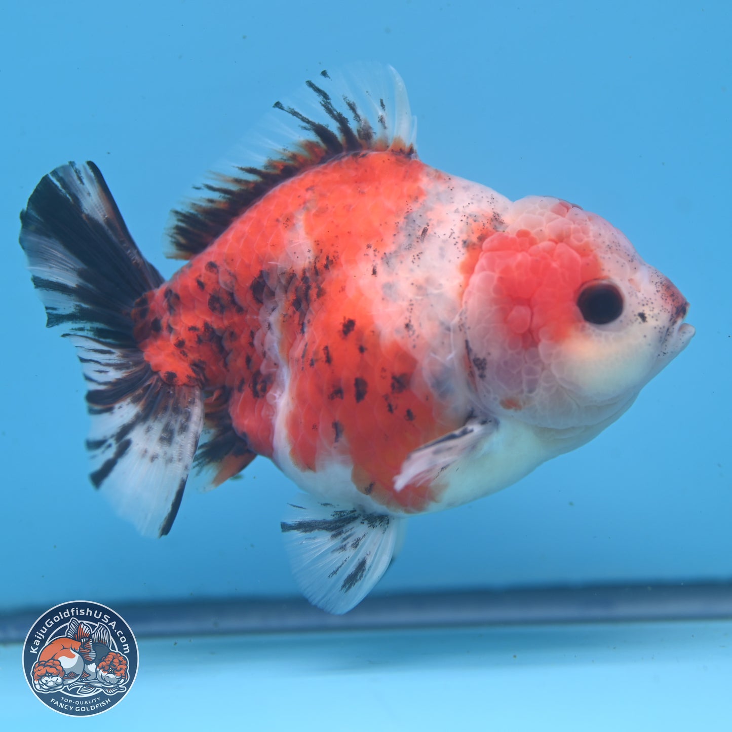 Tricolor Sakura YuanBao Oranda 5 inches - Male (241122_OR05) - Kaiju Goldfish USA