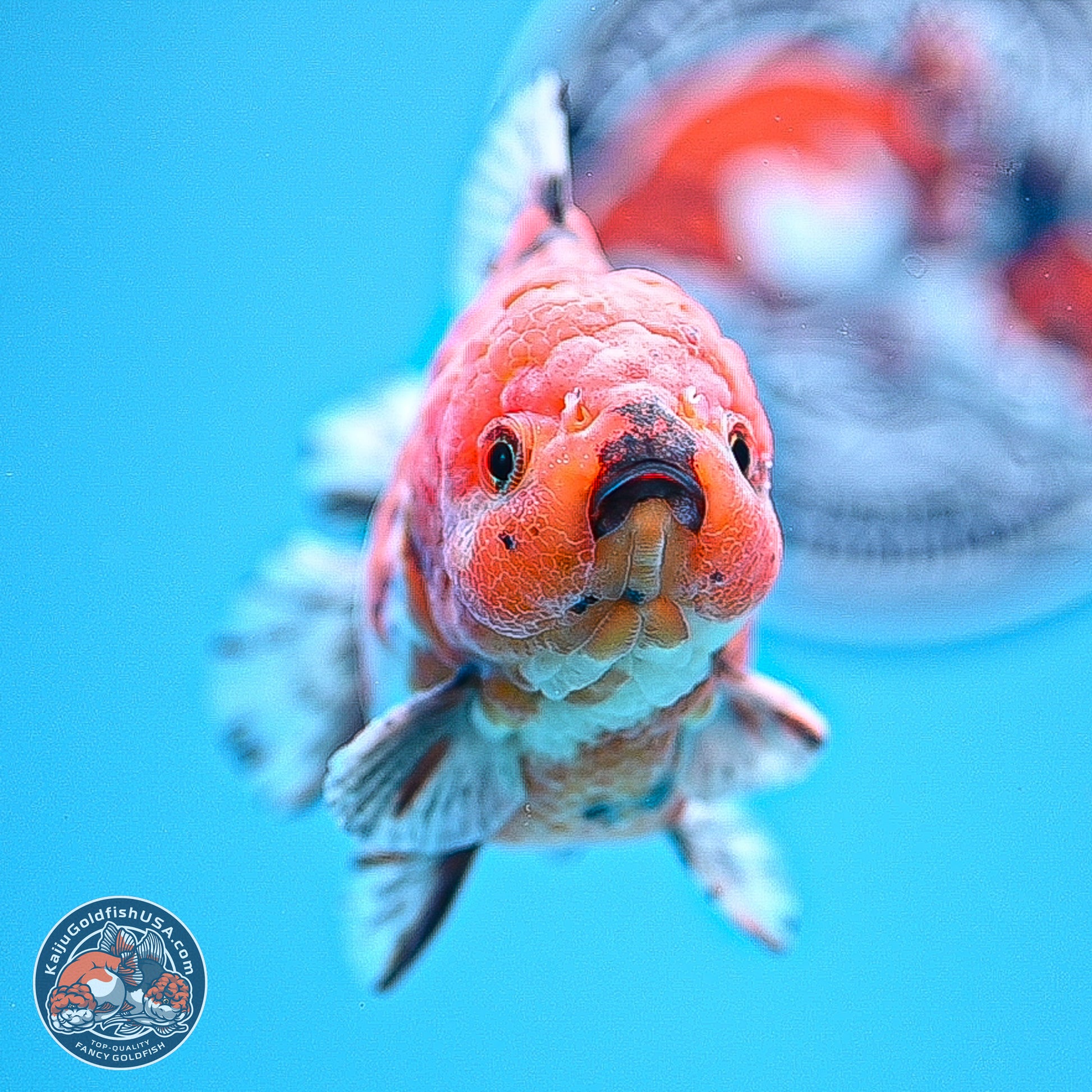 Tricolor Tiger YuanBao Oranda 5 inches - Male (241129_OR05) - Kaiju Goldfish USA