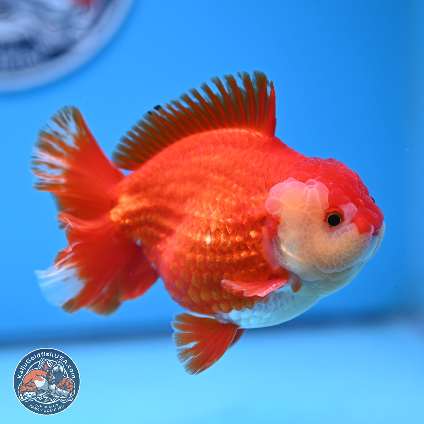 Red White YuanBao Oranda 3.5 inches Body - Male (250228_OR05)