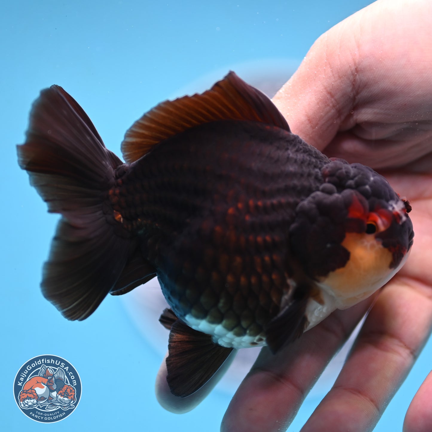 Panda YuanBao Oranda 3.5 inches Body - Male (250103_OR05) - Kaiju Goldfish USA