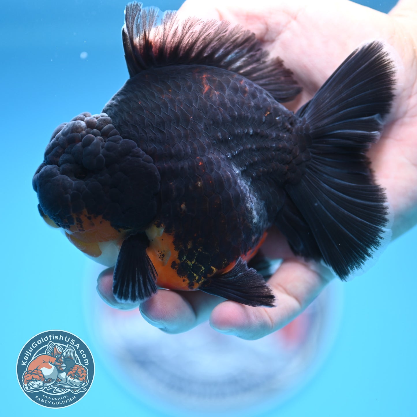 Kirin Oranda 4 inches Body (250530_OR05)