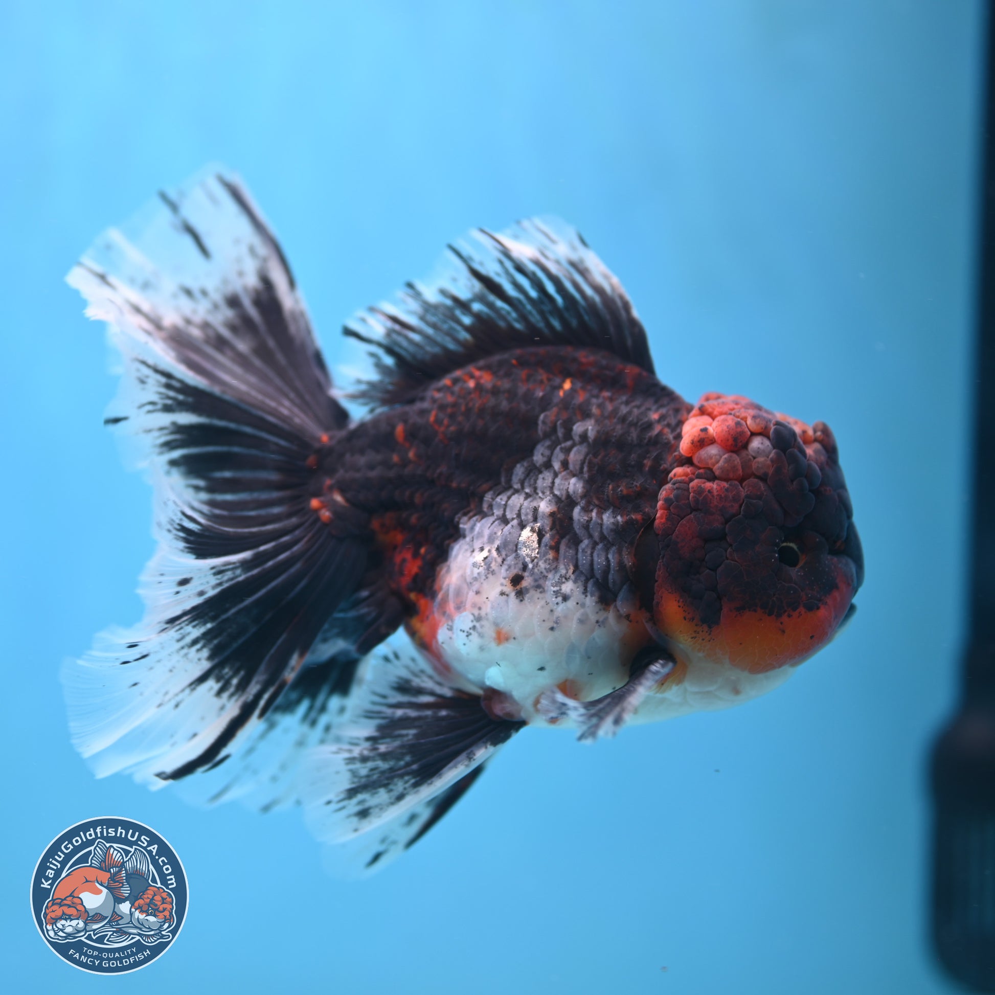 Red Kirin Rose Tail Oranda 6.5 inches - Male (241115_OR05) - Kaiju Goldfish USA