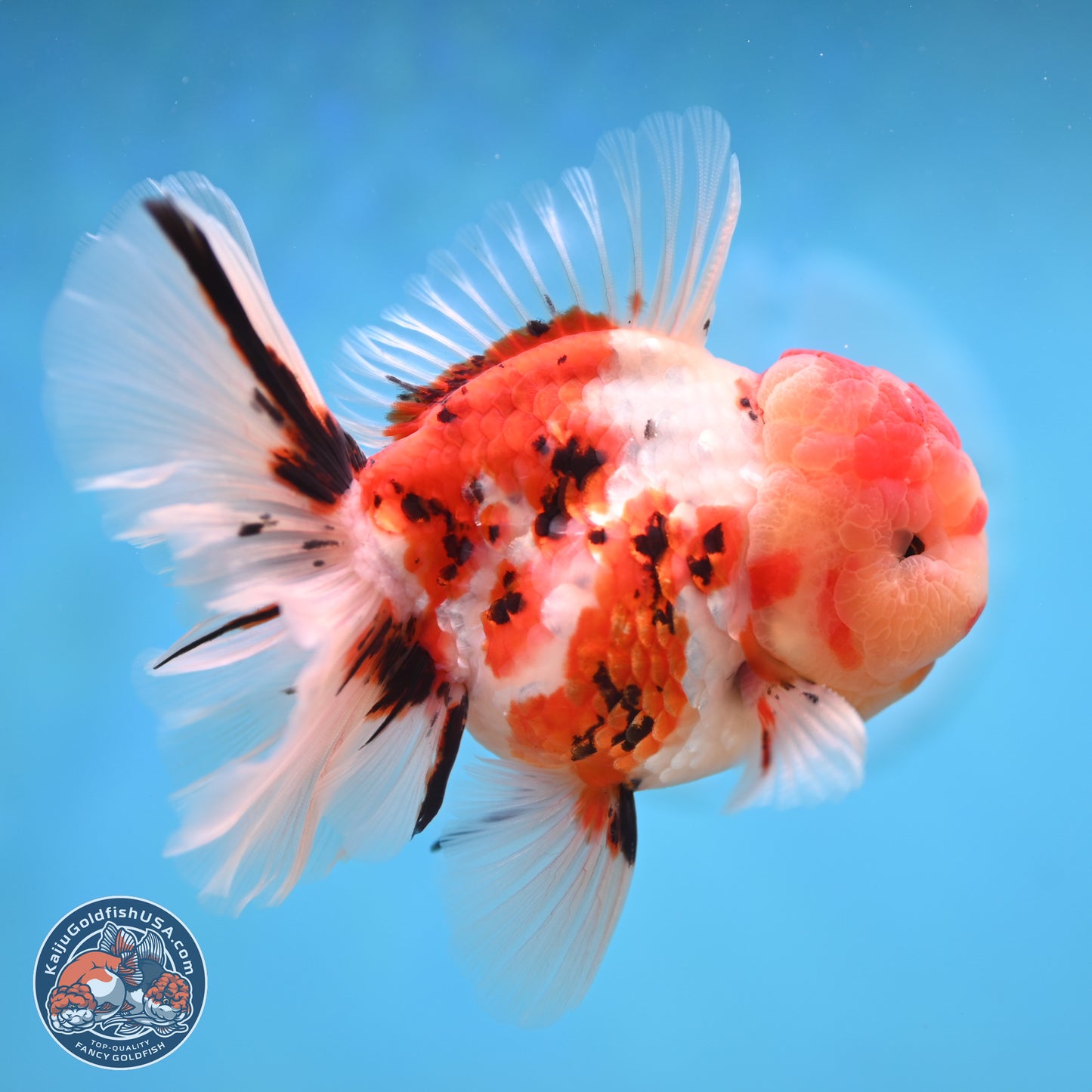 Tricolor Tiger Rose Tail Oranda 3.75 inches Body - Male (250207_OR05)