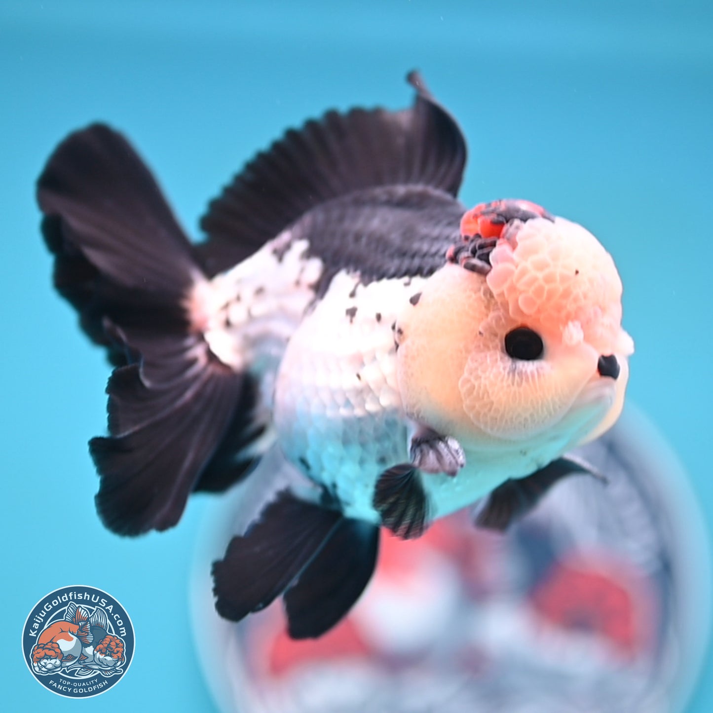 Tricolor Rose Tail Oranda 4.7 inches (241101_OR05) - Kaiju Goldfish USA