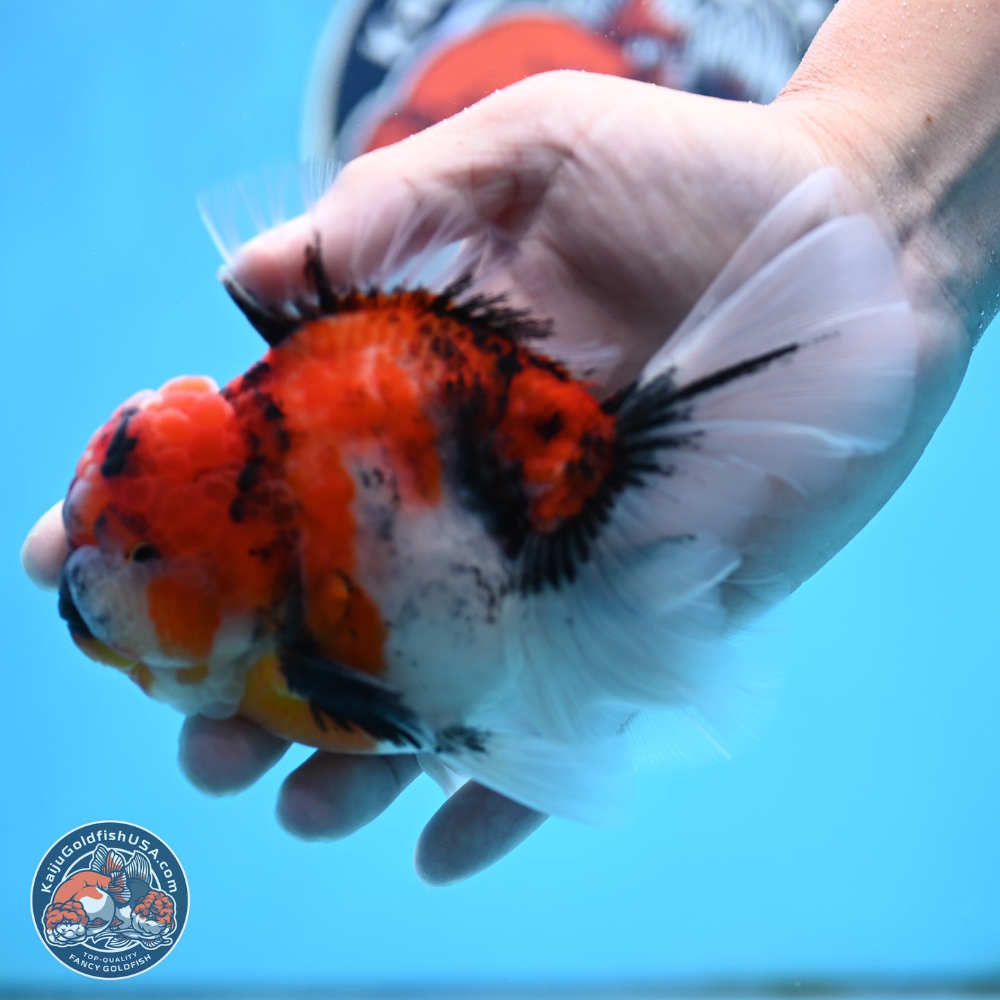 Tricolor Tiger Rose Tail Oranda 4 inches Body - Male (250404_OR05)