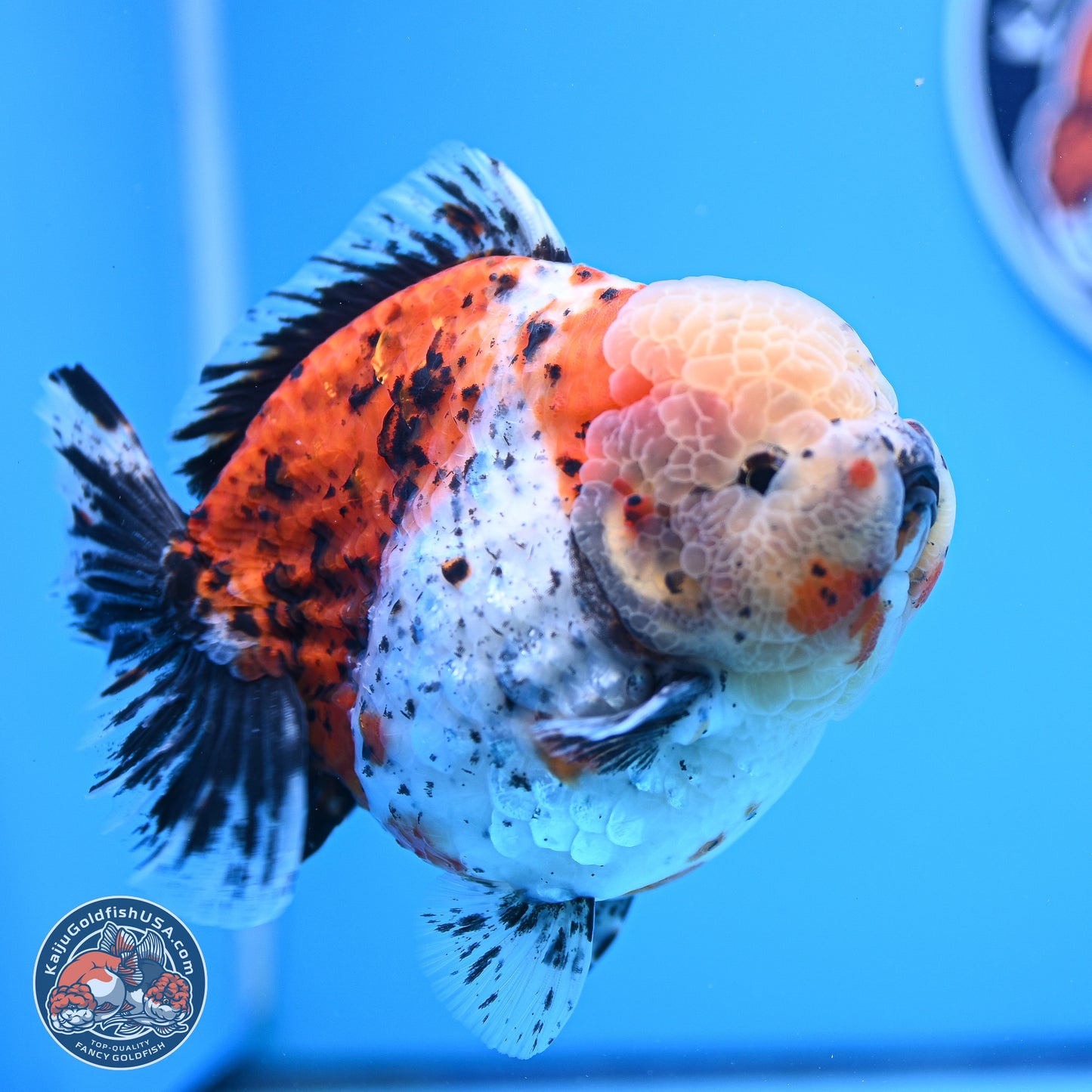 Jumbo Shogun Godzilla Calico Oranda 5in Body (240823_OR5) - Overnight shipping only - Kaiju Goldfish USA