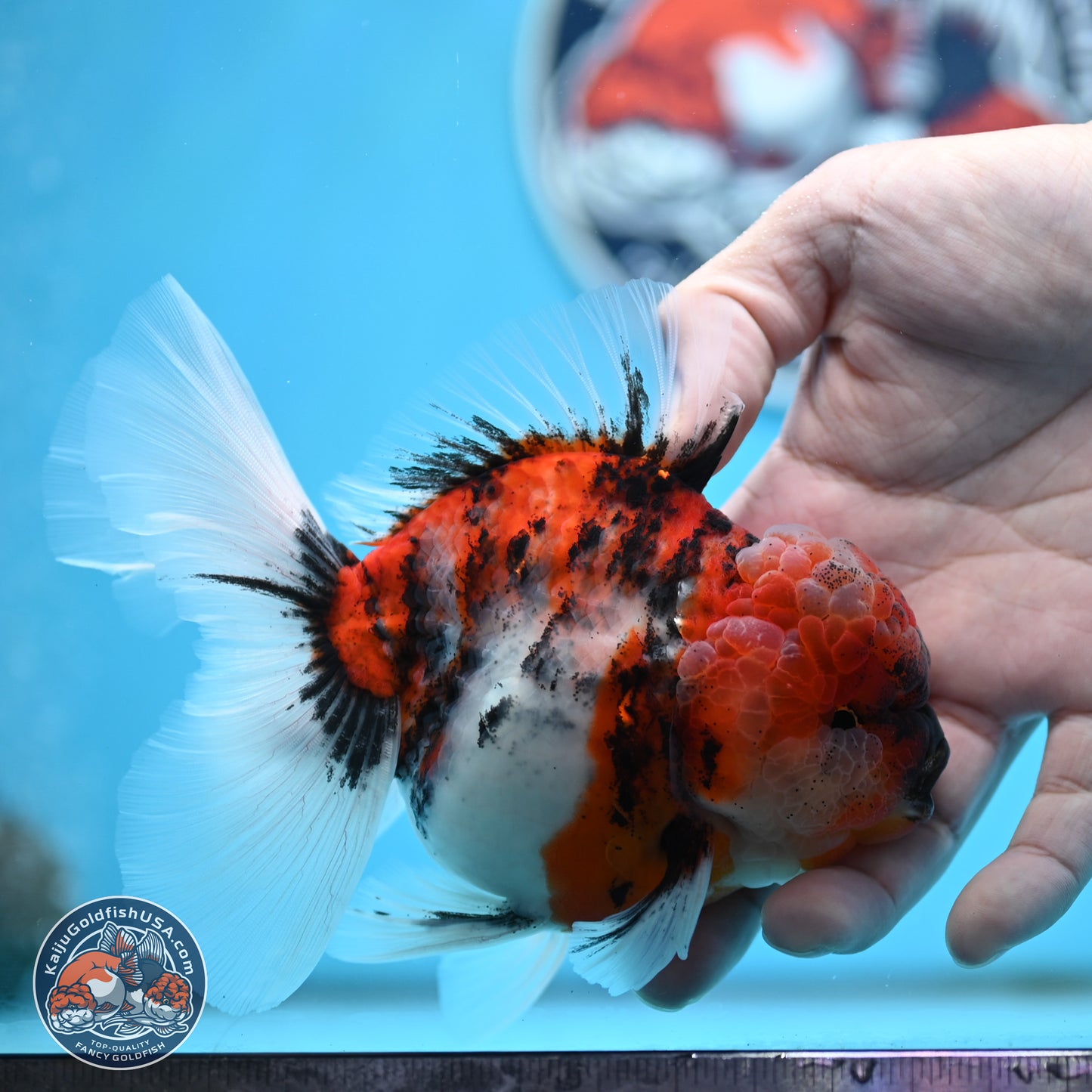 Tricolor Tiger Rose Tail Oranda 4 inches Body - Male (250404_OR05)