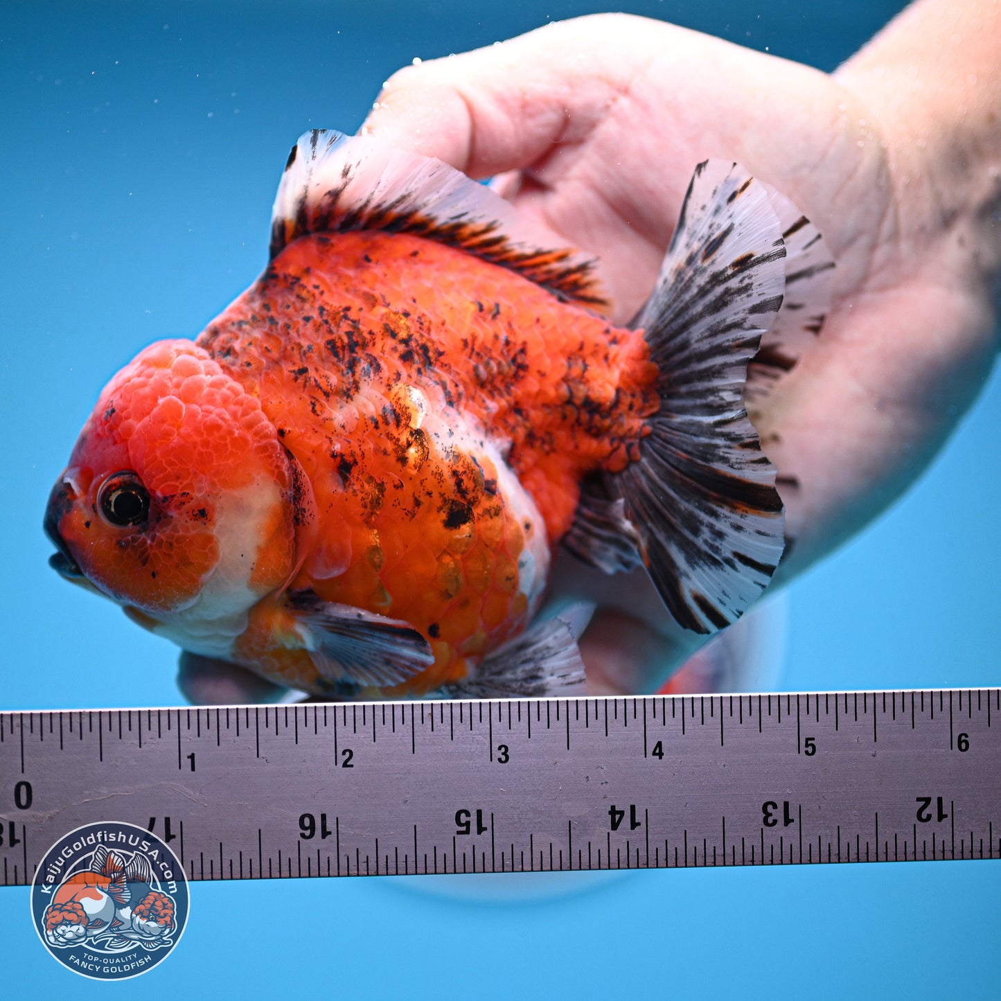 Tricolor Tiger YuanBao Oranda 5 inches - Male (241129_OR05) - Kaiju Goldfish USA