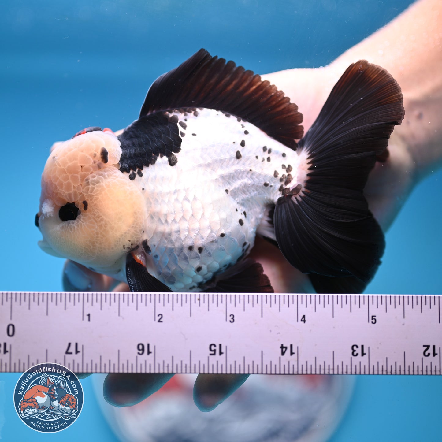 Tricolor Rose Tail Oranda 4.7 inches (241101_OR05) - Kaiju Goldfish USA