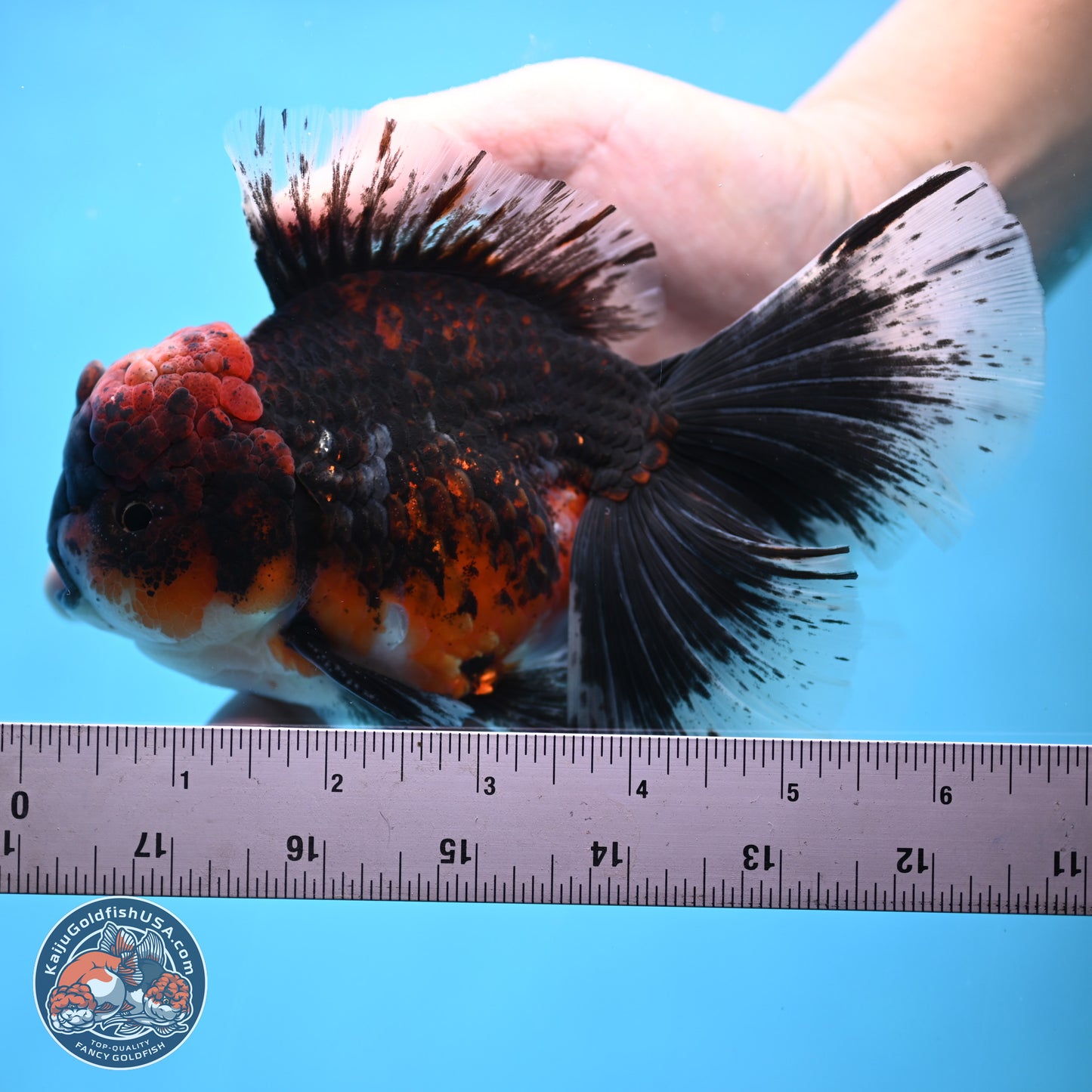 Red Kirin Rose Tail Oranda 6.5 inches - Male (241115_OR05) - Kaiju Goldfish USA