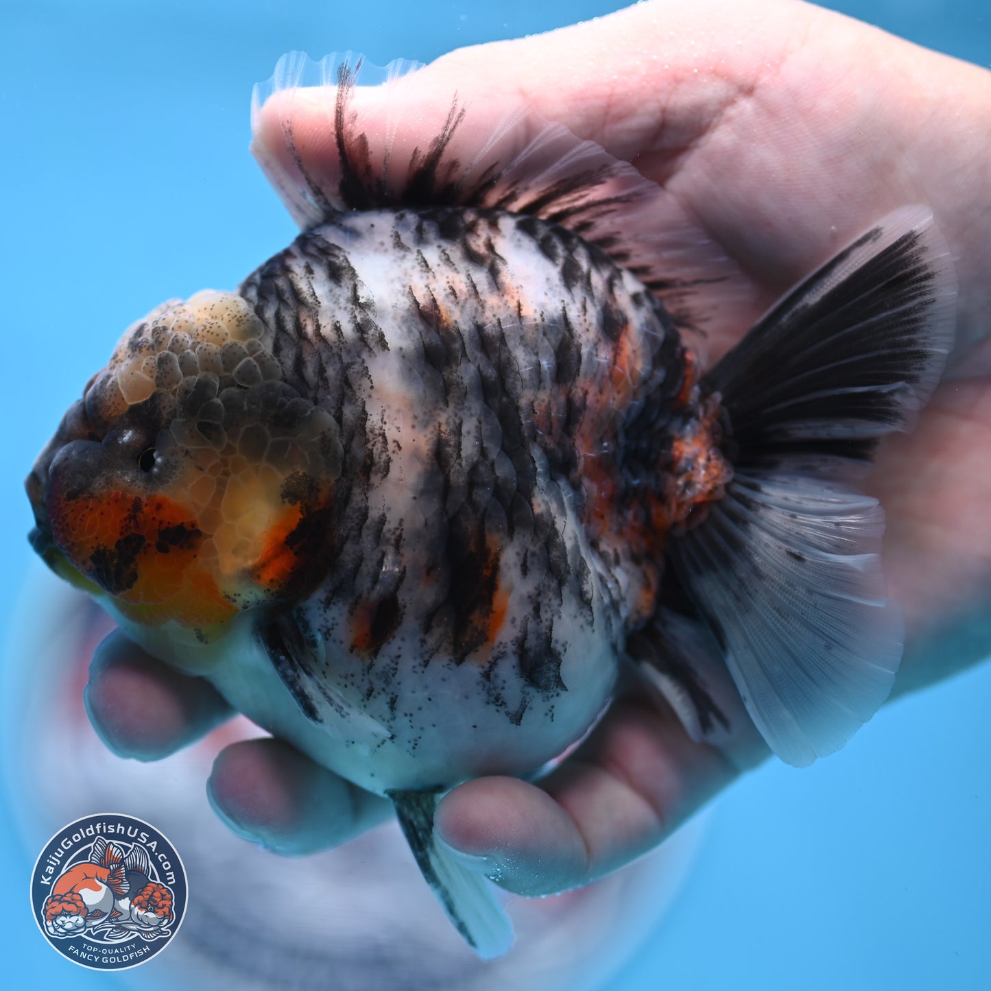 Tricolor Tiger YuanBao Oranda 3.75 inches Body - Male (250307_OR05)