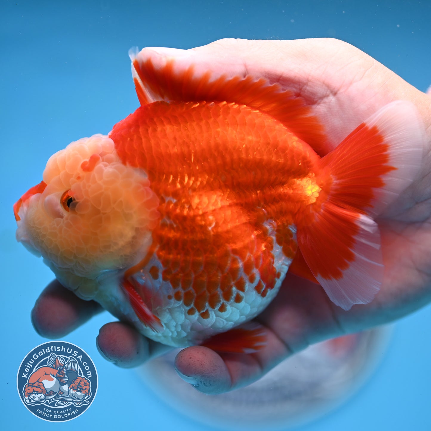 Chicken Face Red White Oranda 4 inches Body (250523_OR05)