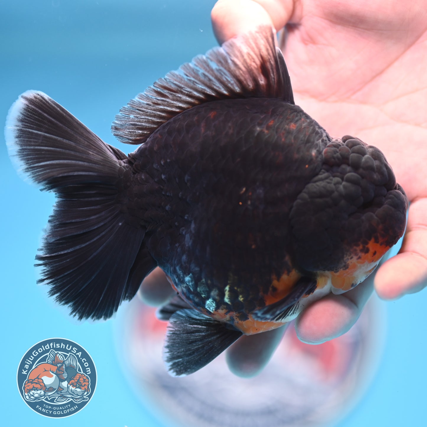 Kirin Oranda 4 inches Body (250530_OR05)