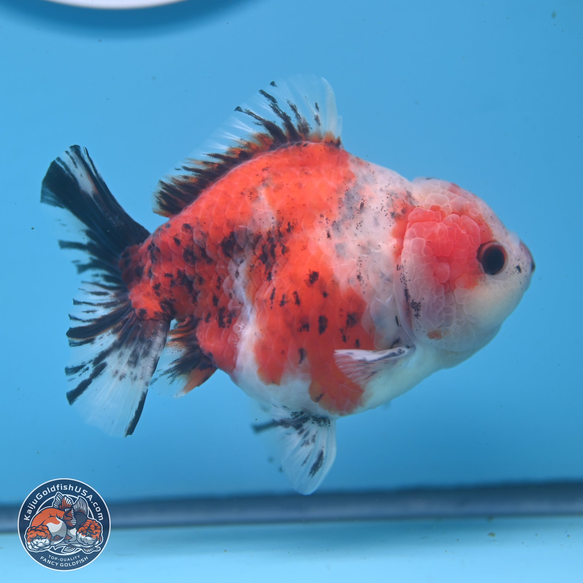 Tricolor Sakura YuanBao Oranda 5 inches - Male (241122_OR05) - Kaiju Goldfish USA