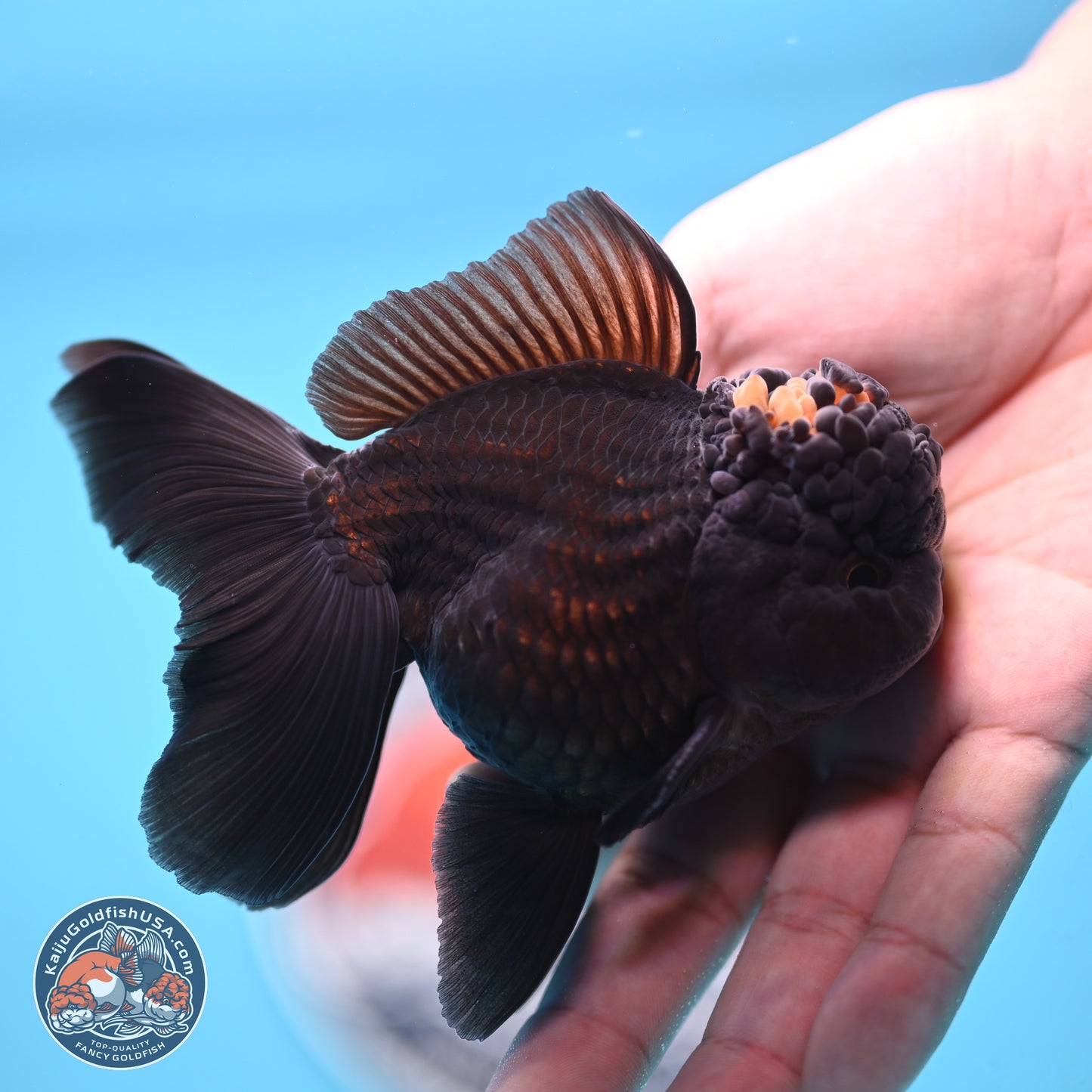 Marbled Wen Black Rose Tail Oranda 3 inches Body - Male (250117_OR05) - Kaiju Goldfish USA