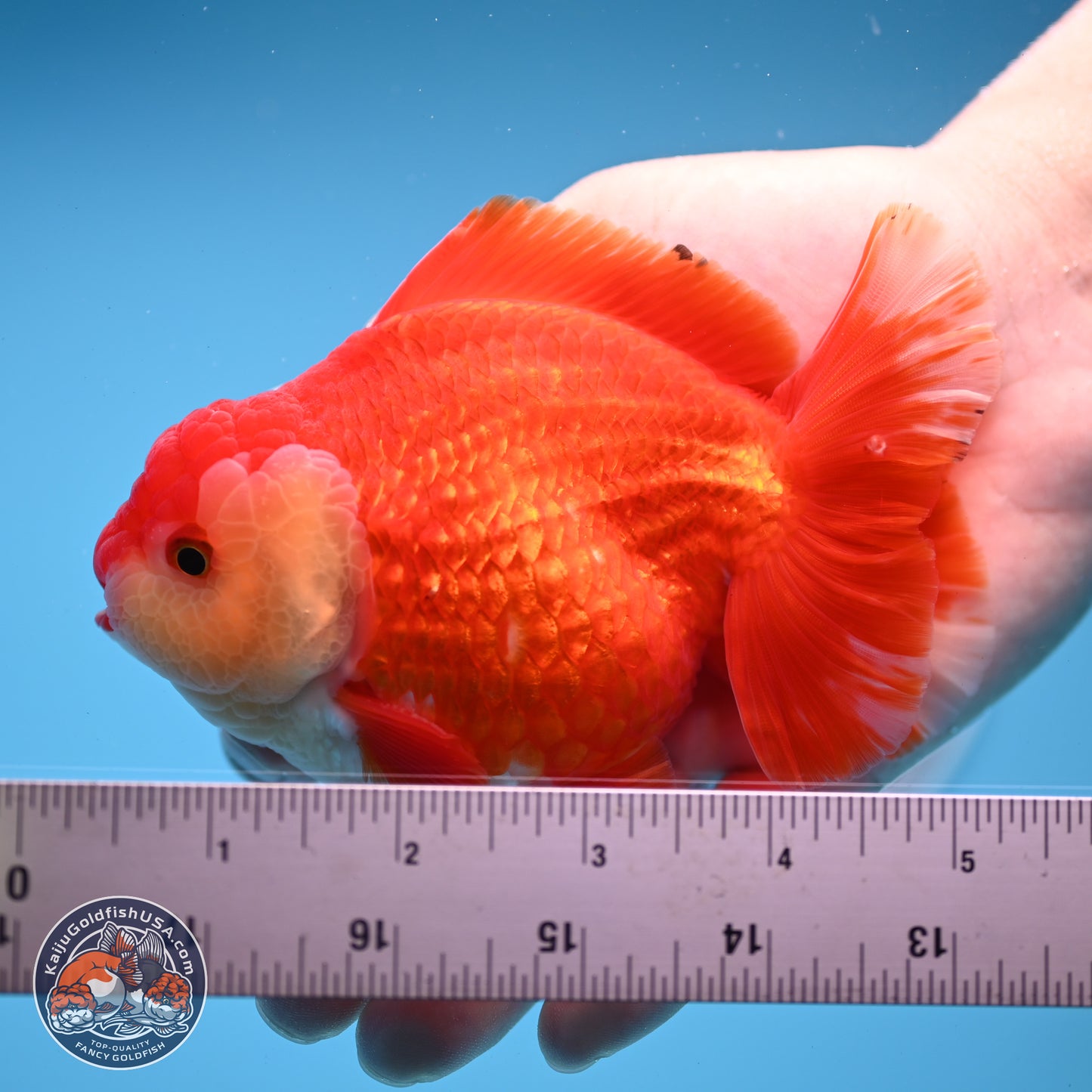 Red White YuanBao Oranda 3.5 inches Body - Male (250228_OR05)