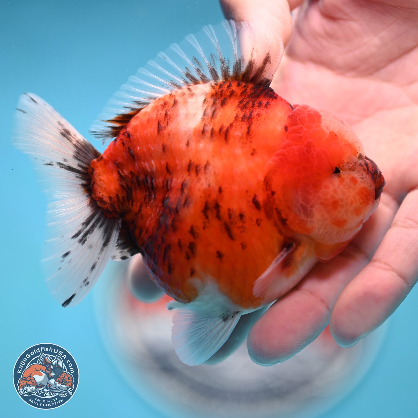 Tricolor Tiger YuanBao Oranda 3.25 inches Body - Male (250321_OR05)