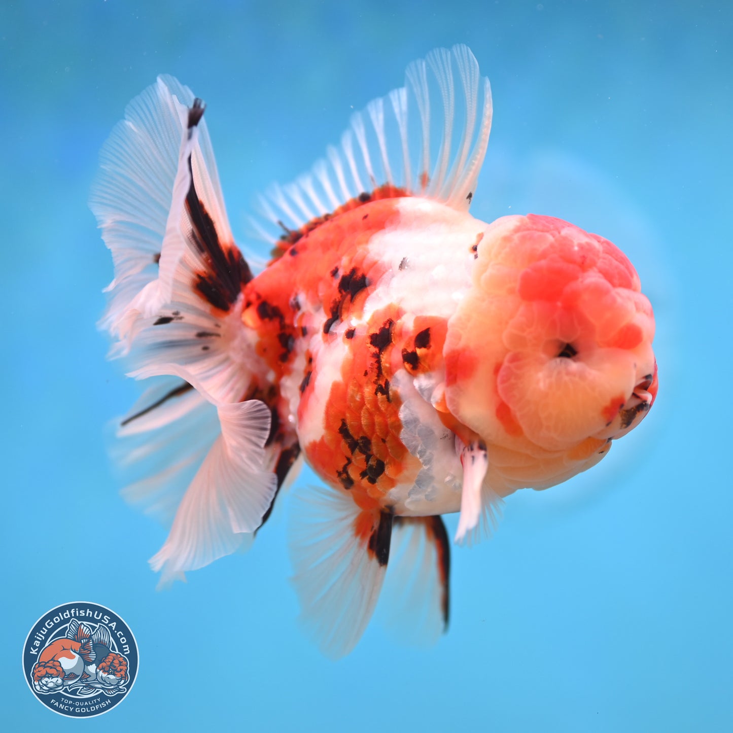 Tricolor Tiger Rose Tail Oranda 3.75 inches Body - Male (250207_OR05)