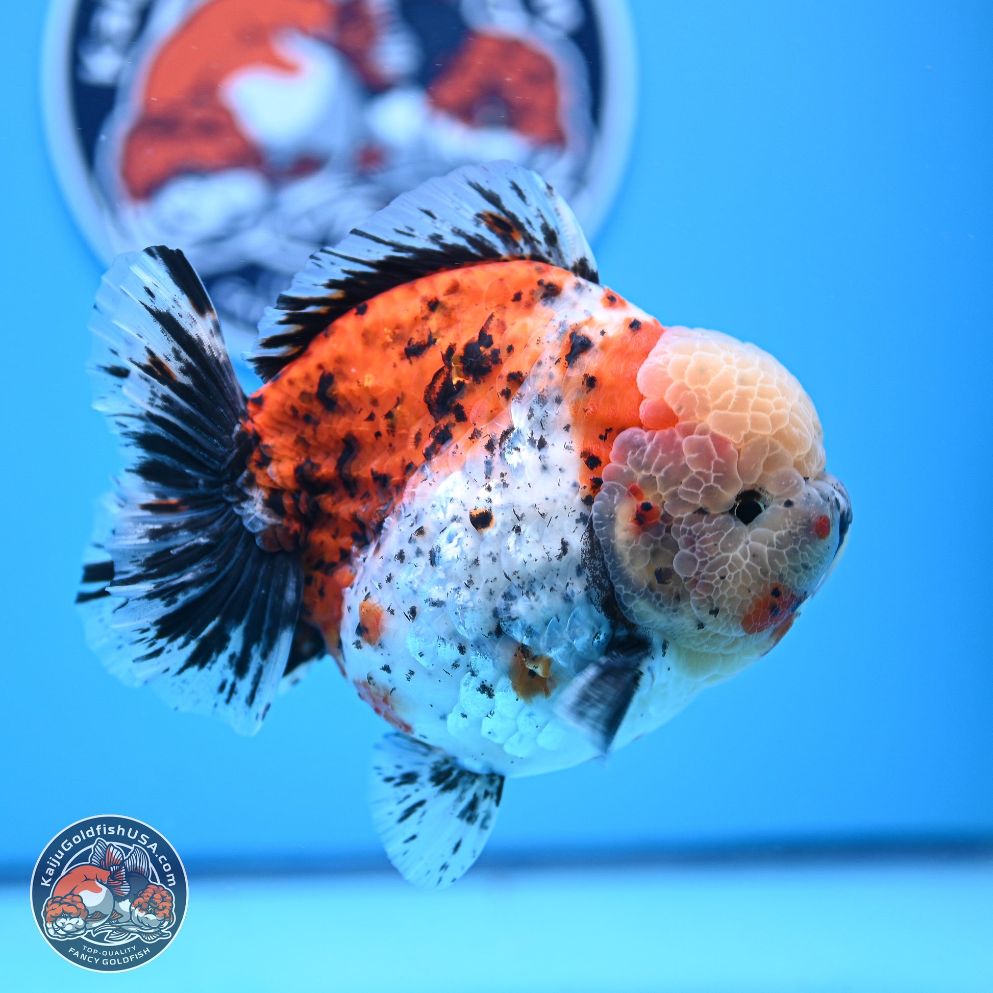 Jumbo Shogun Godzilla Calico Oranda 5in Body (240823_OR5) - Overnight shipping only - Kaiju Goldfish USA