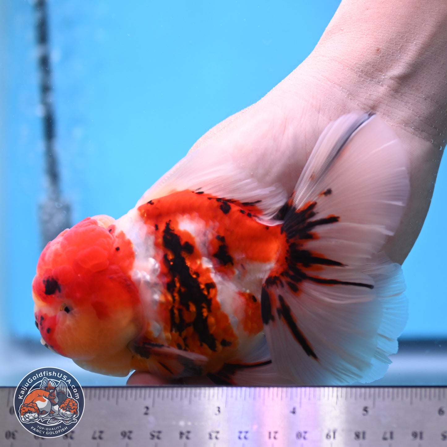 Tricolor Tiger Rose Tail Oranda 3.75 inches Body - Male (250207_OR05)