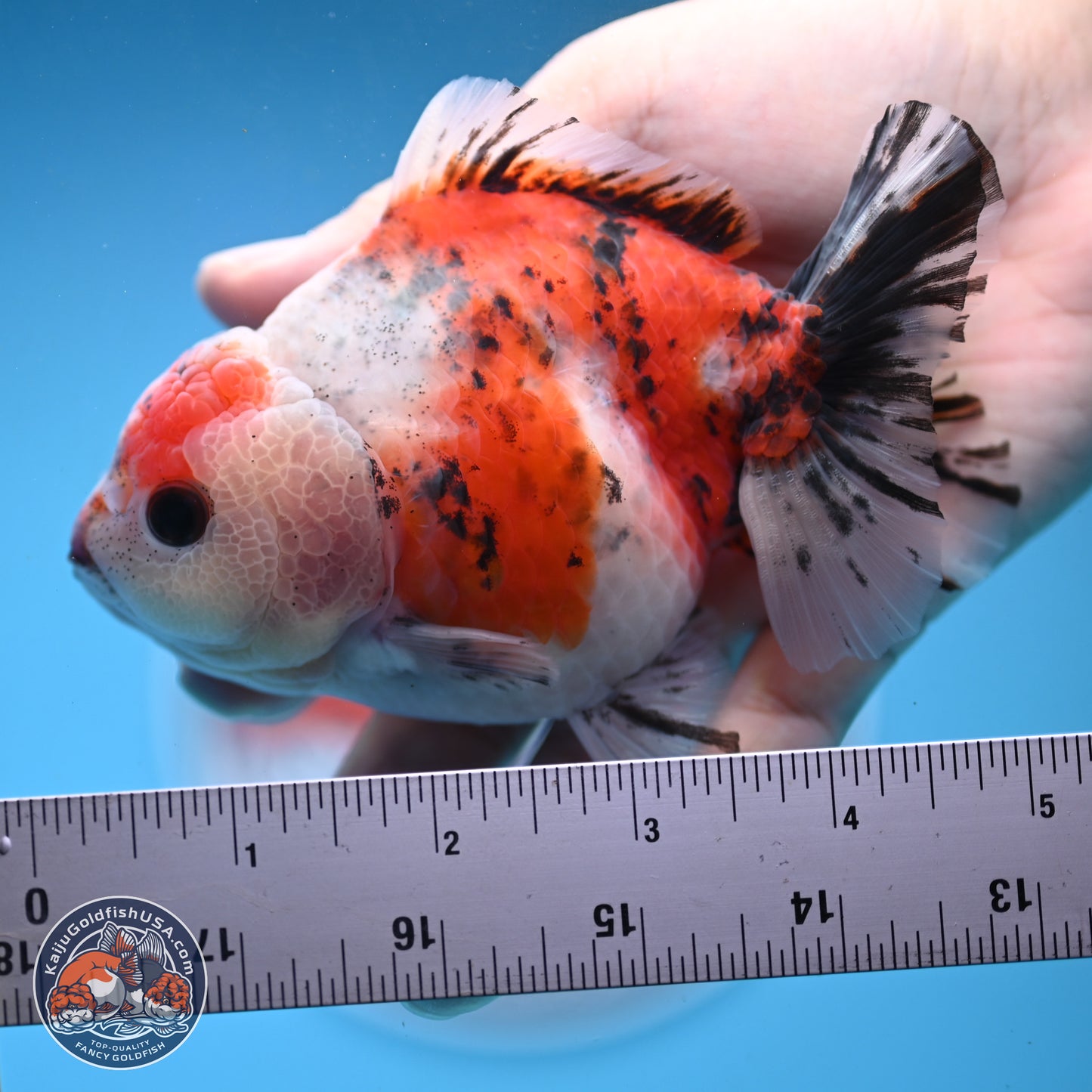 Tricolor Sakura YuanBao Oranda 5 inches - Male (241122_OR05) - Kaiju Goldfish USA