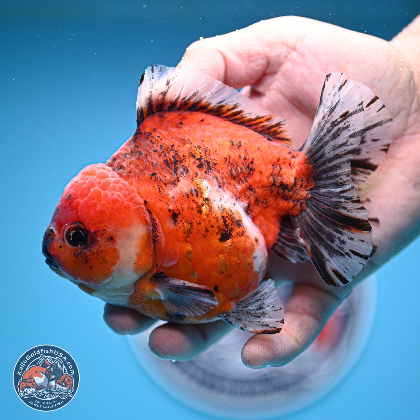 Tricolor Tiger YuanBao Oranda 5 inches - Male (241129_OR05) - Kaiju Goldfish USA