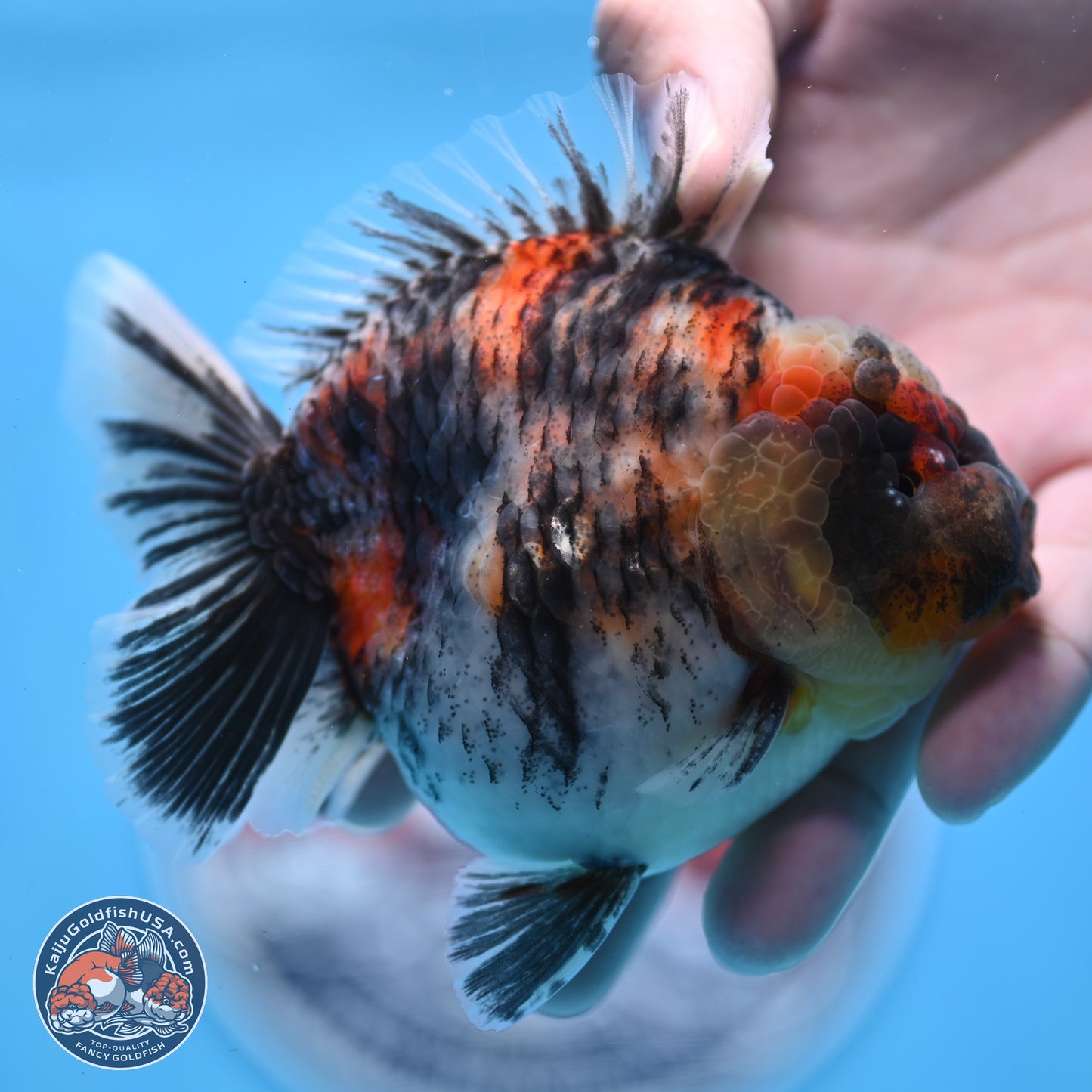 Tricolor Tiger YuanBao Oranda 3.75 inches Body - Male (250307_OR05)