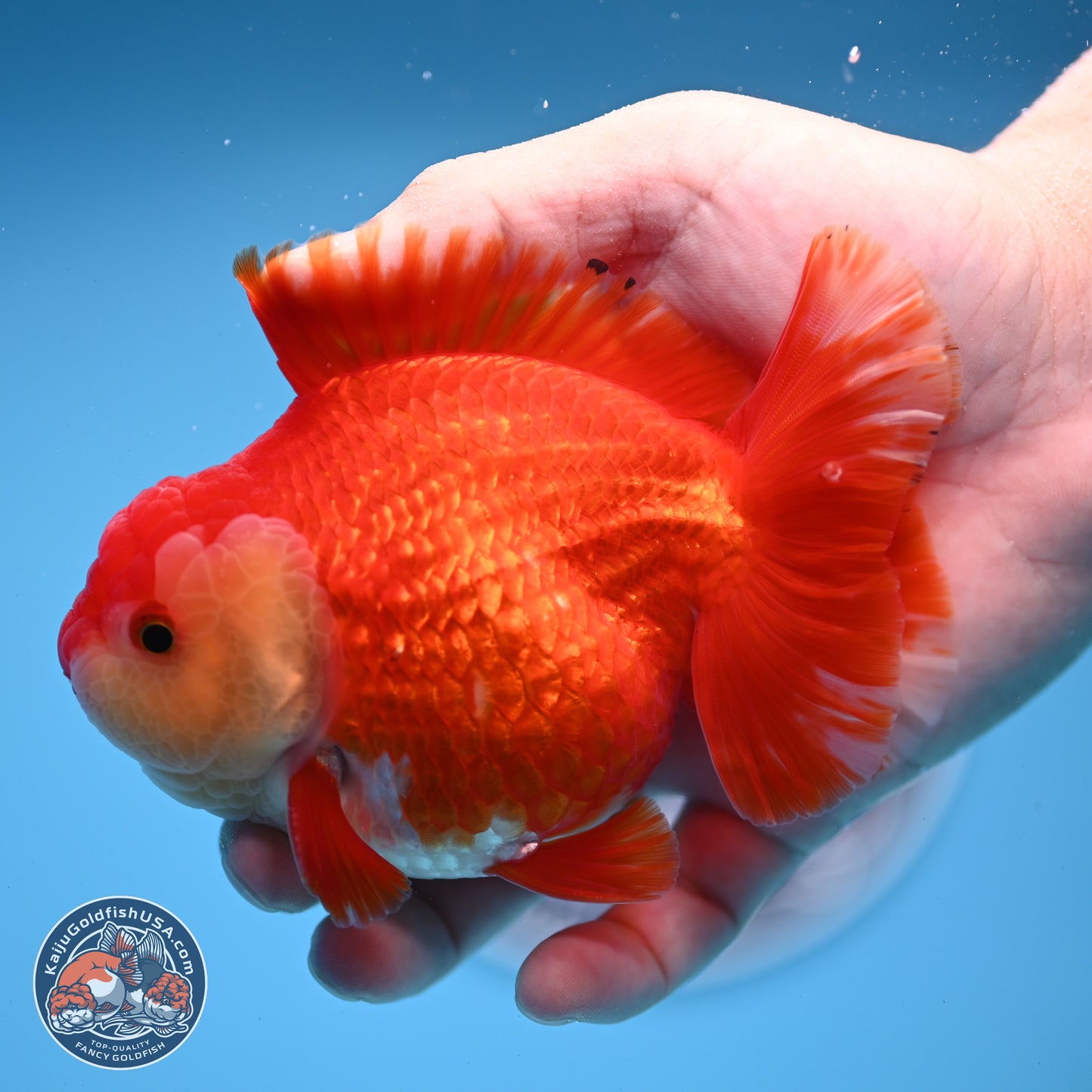 Red White YuanBao Oranda 3.5 inches Body - Male (250228_OR05)