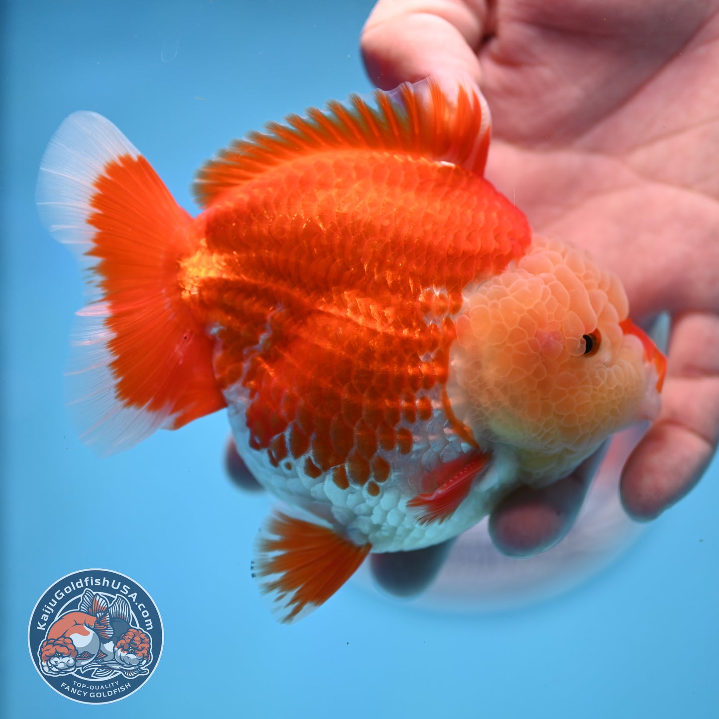 Chicken Face Red White Oranda 4 inches Body (250523_OR05)