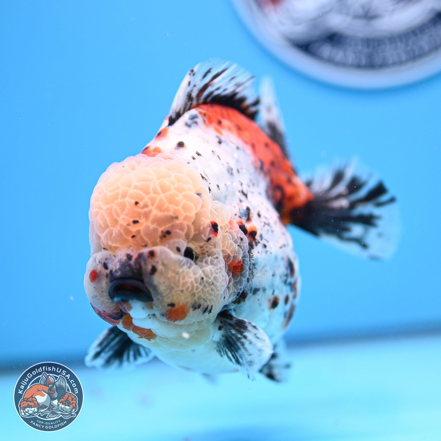 Jumbo Shogun Godzilla Calico Oranda 5in Body (240823_OR5) - Overnight shipping only - Kaiju Goldfish USA