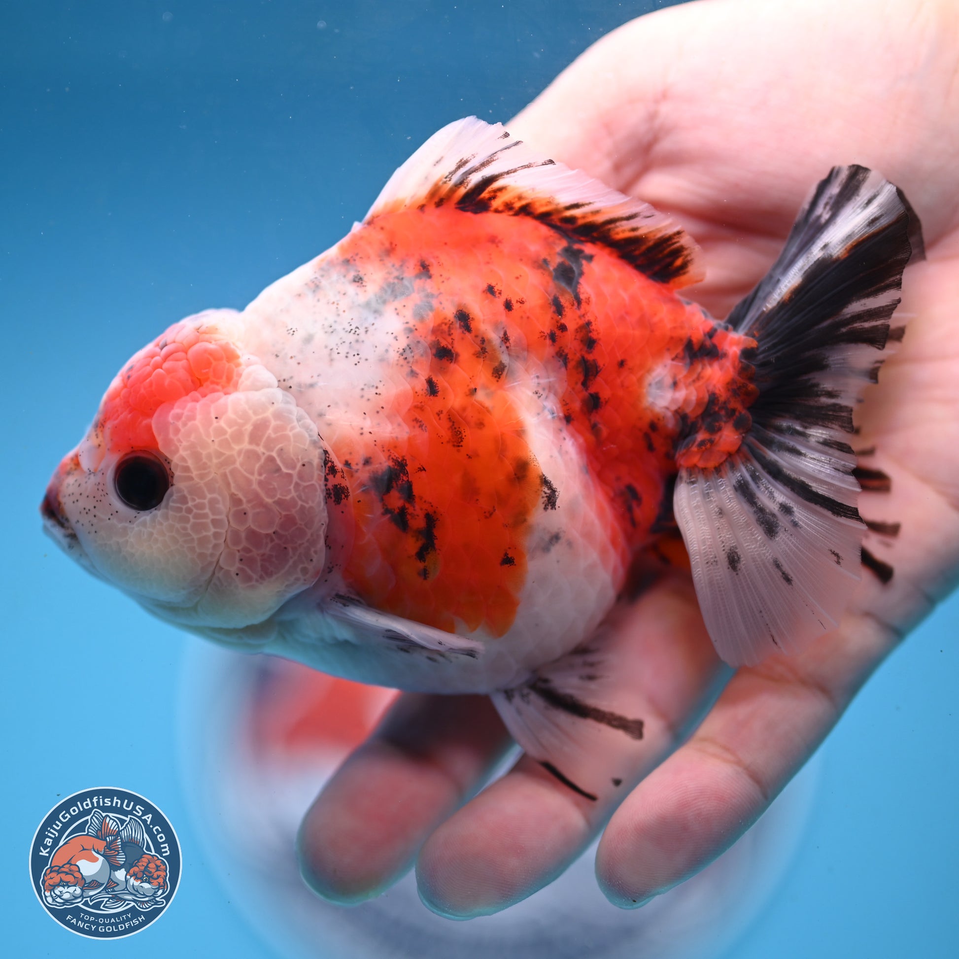 Tricolor Sakura YuanBao Oranda 5 inches - Male (241122_OR05) - Kaiju Goldfish USA