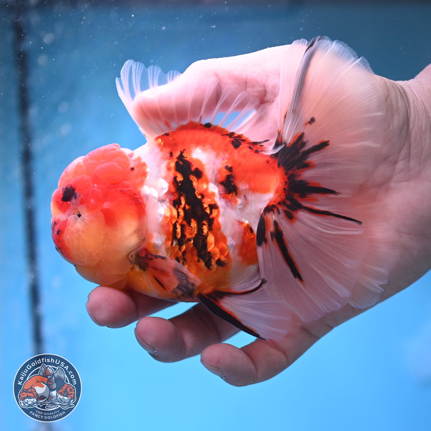 Tricolor Tiger Rose Tail Oranda 3.75 inches Body - Male (250207_OR05)