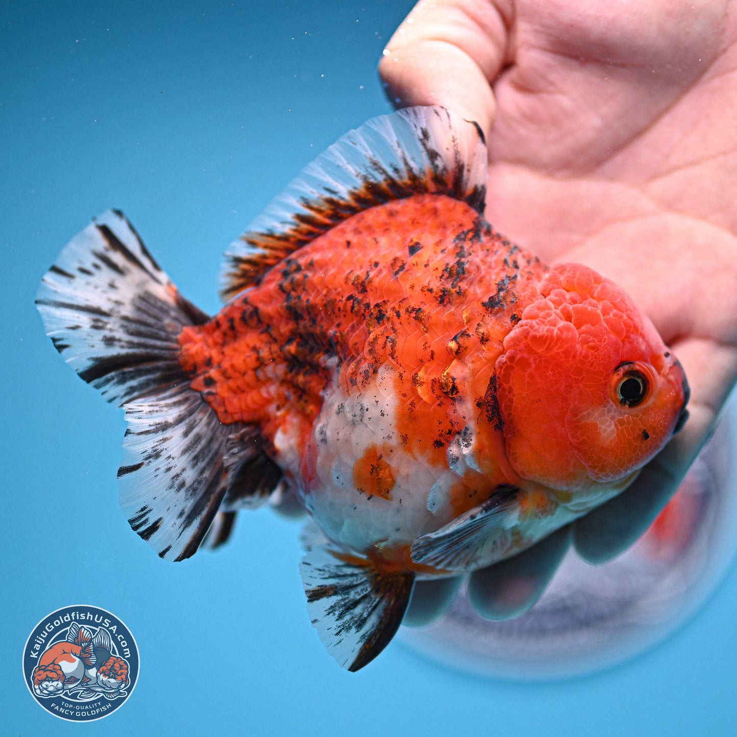 Tricolor Tiger YuanBao Oranda 5 inches - Male (241129_OR05) - Kaiju Goldfish USA