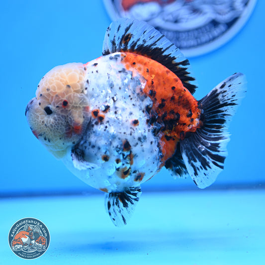 Jumbo Shogun Godzilla Calico Oranda 5in Body (240823_OR5) - Overnight shipping only - Kaiju Goldfish USA