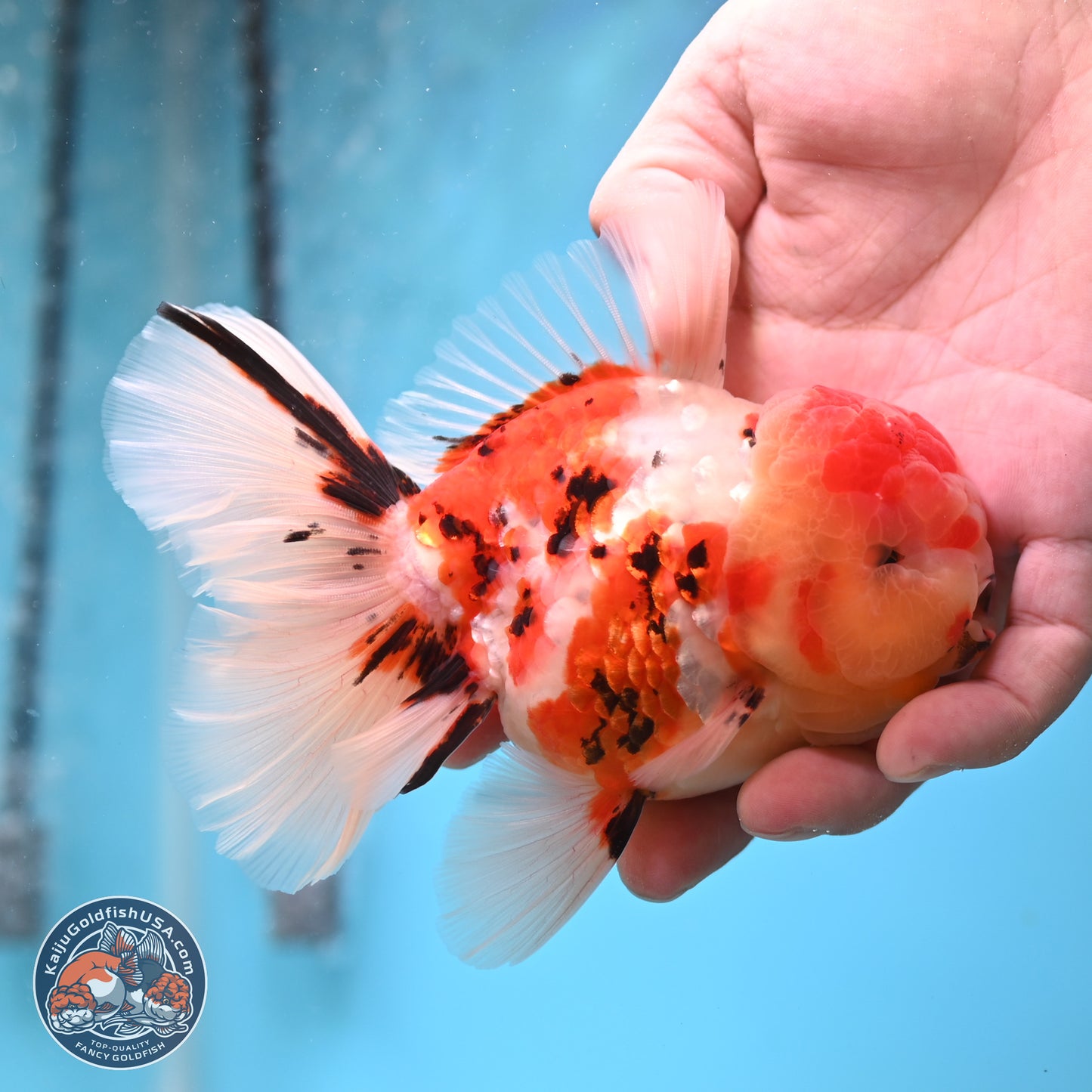 Tricolor Tiger Rose Tail Oranda 3.75 inches Body - Male (250207_OR05)