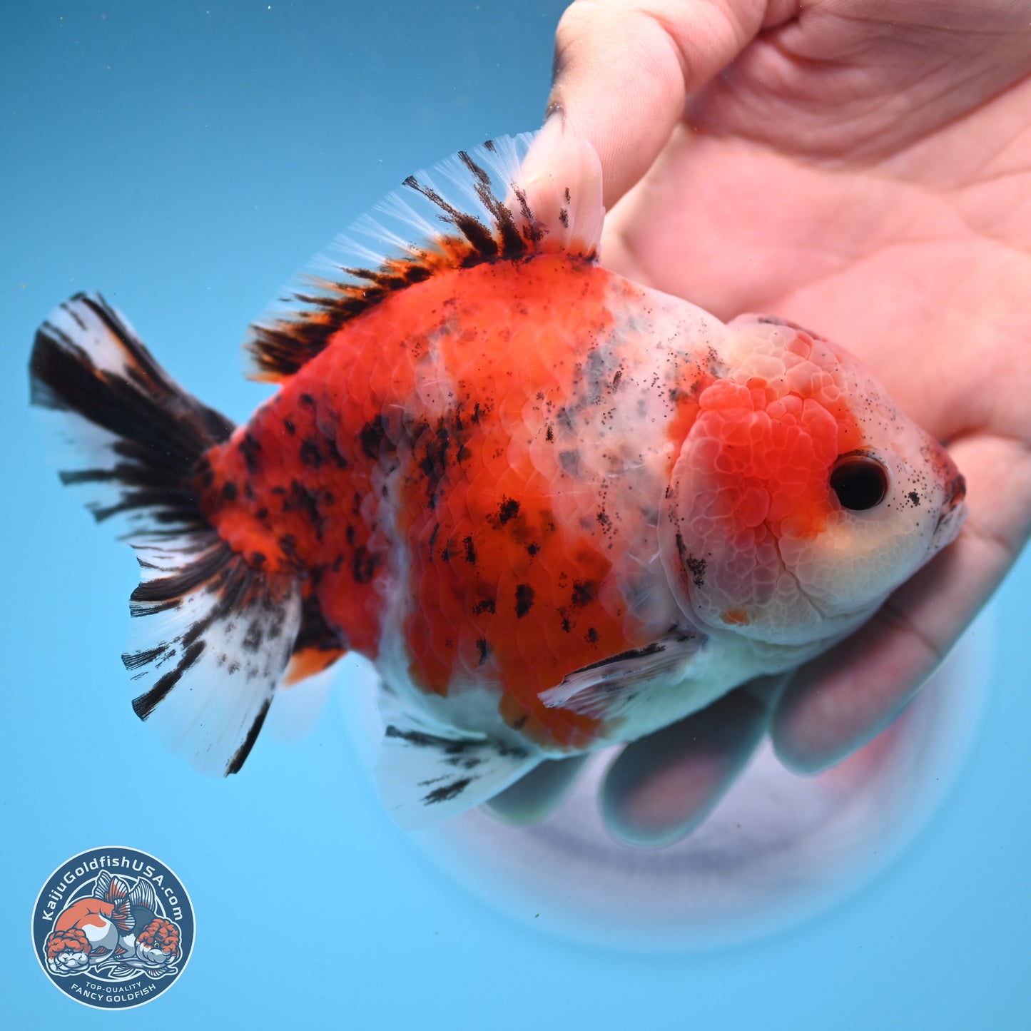 Tricolor Sakura YuanBao Oranda 5 inches - Male (241122_OR05) - Kaiju Goldfish USA