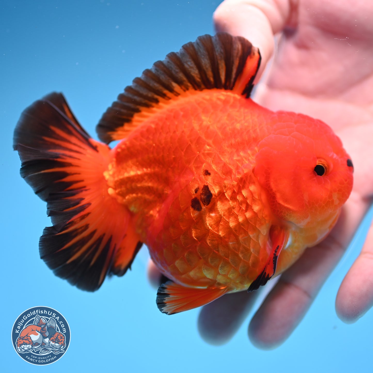 Apache YuanBao Oranda 3.5 inches Body - Male (250314_OR05)