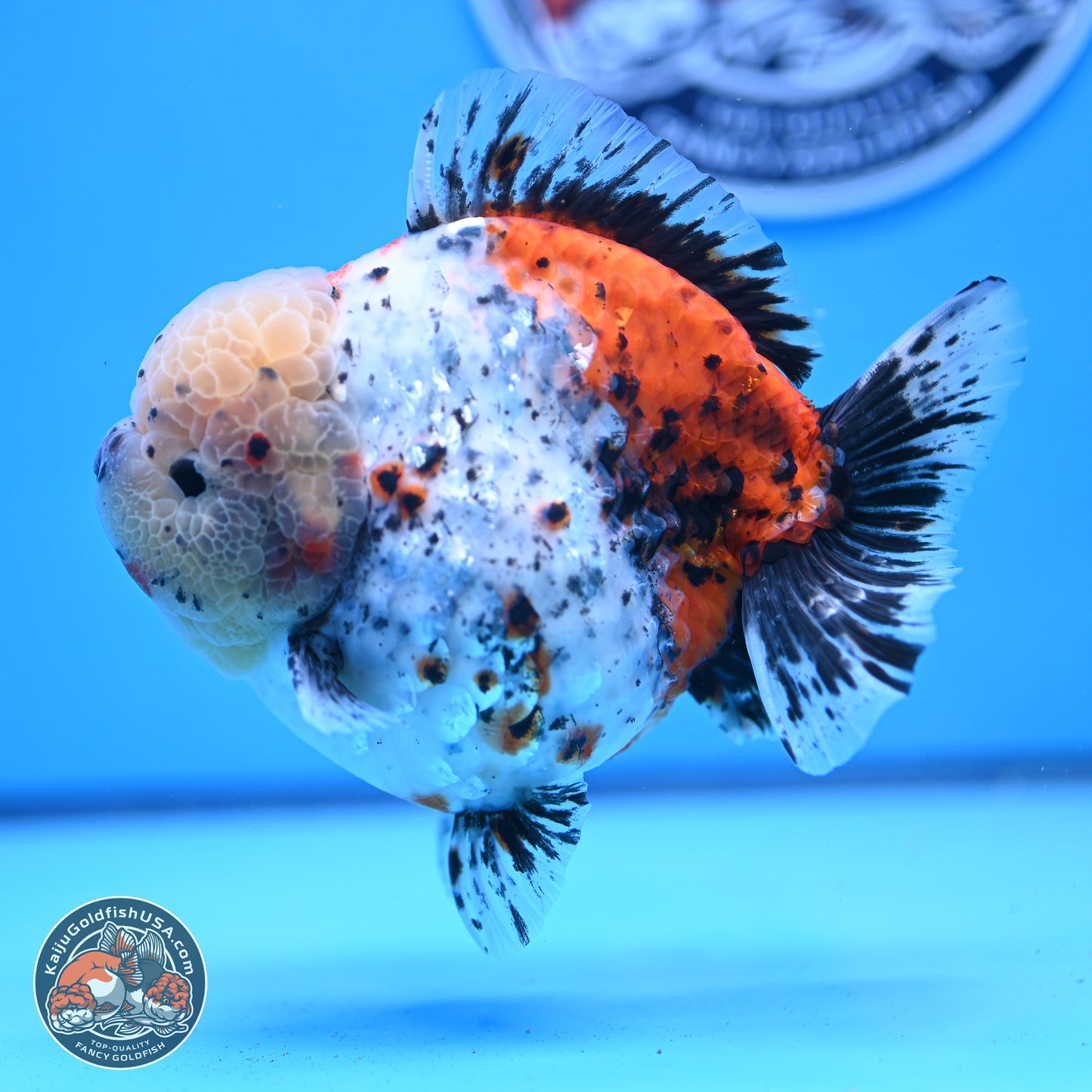 Jumbo Shogun Godzilla Calico Oranda 5in Body (240823_OR5) - Overnight shipping only - Kaiju Goldfish USA