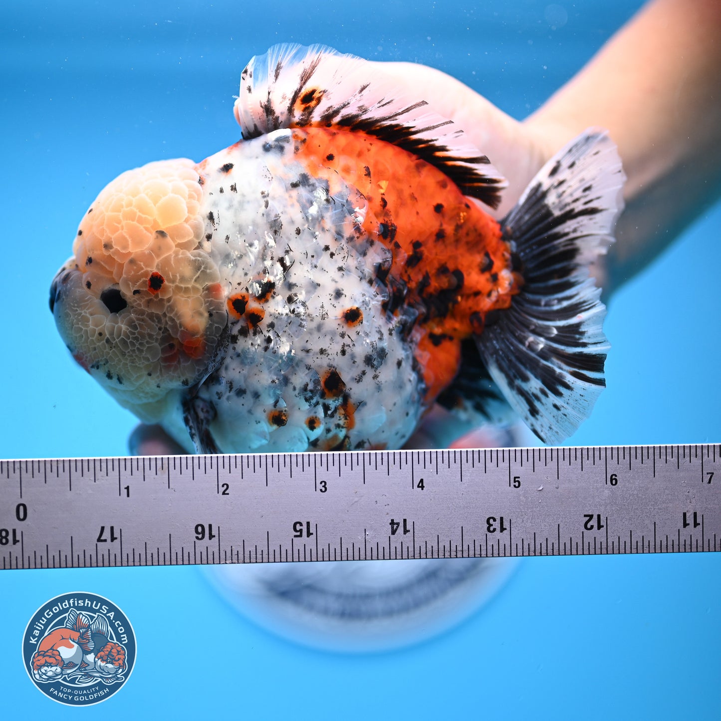 Jumbo Shogun Godzilla Calico Oranda 5in Body (240823_OR5) - Overnight shipping only - Kaiju Goldfish USA