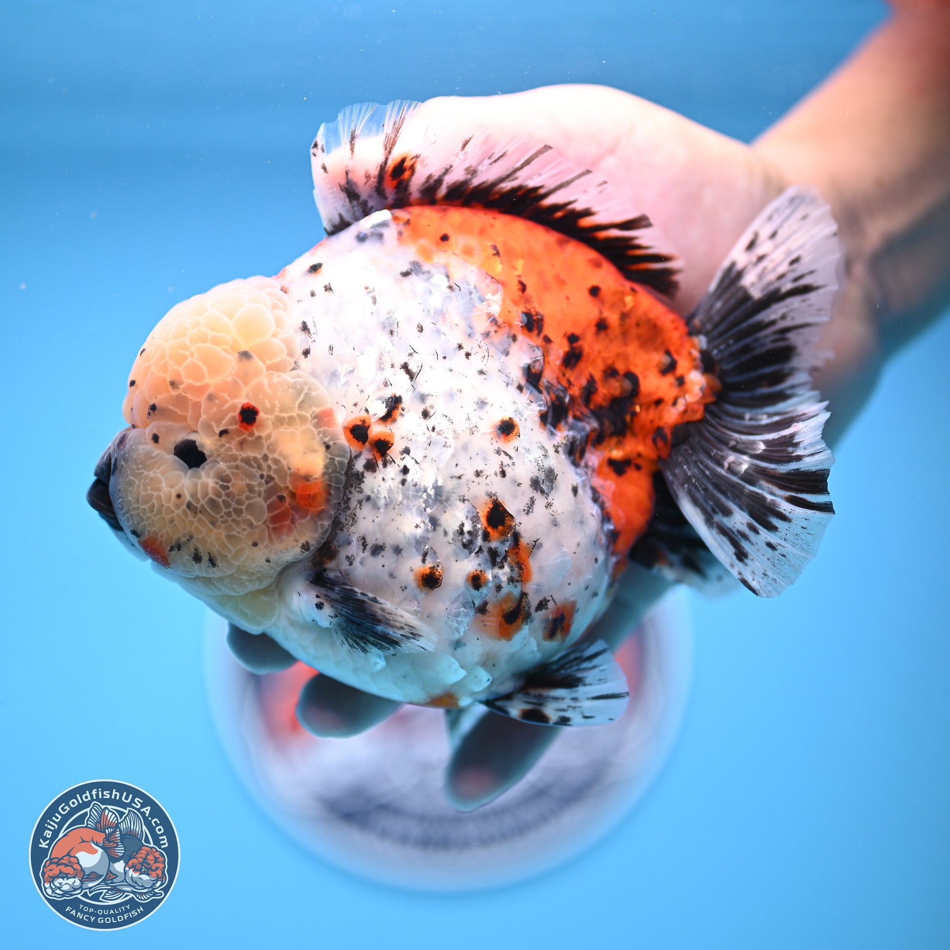 Jumbo Shogun Godzilla Calico Oranda 5in Body (240823_OR5) - Overnight shipping only - Kaiju Goldfish USA