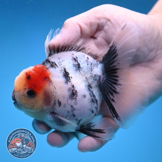Tricolor White Tiger Rose Tail Oranda 3.5 inch Body (250822_OR05)