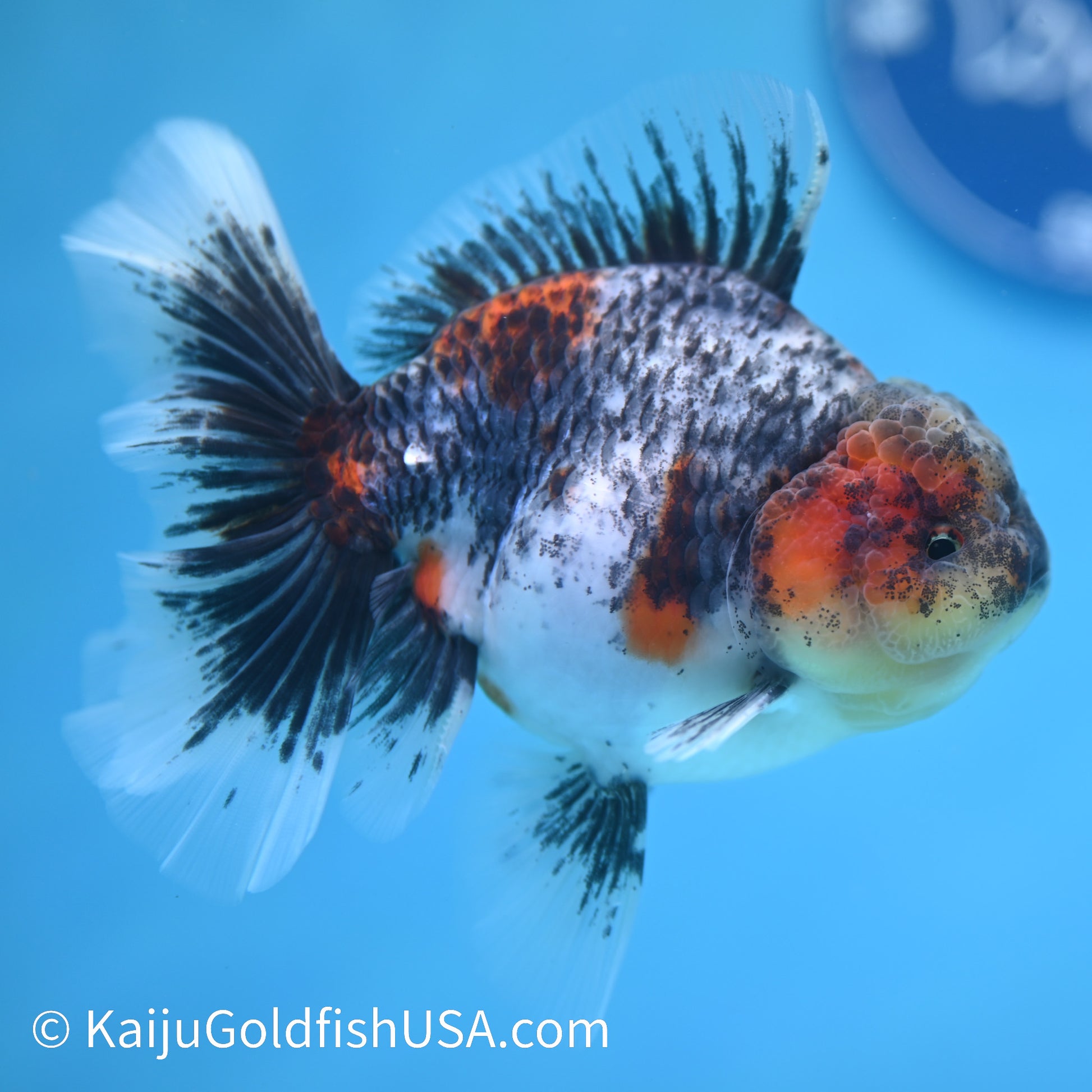 Kirin Rose Tail Oranda 5 inches (240412_OR5) - Kaiju Goldfish USA