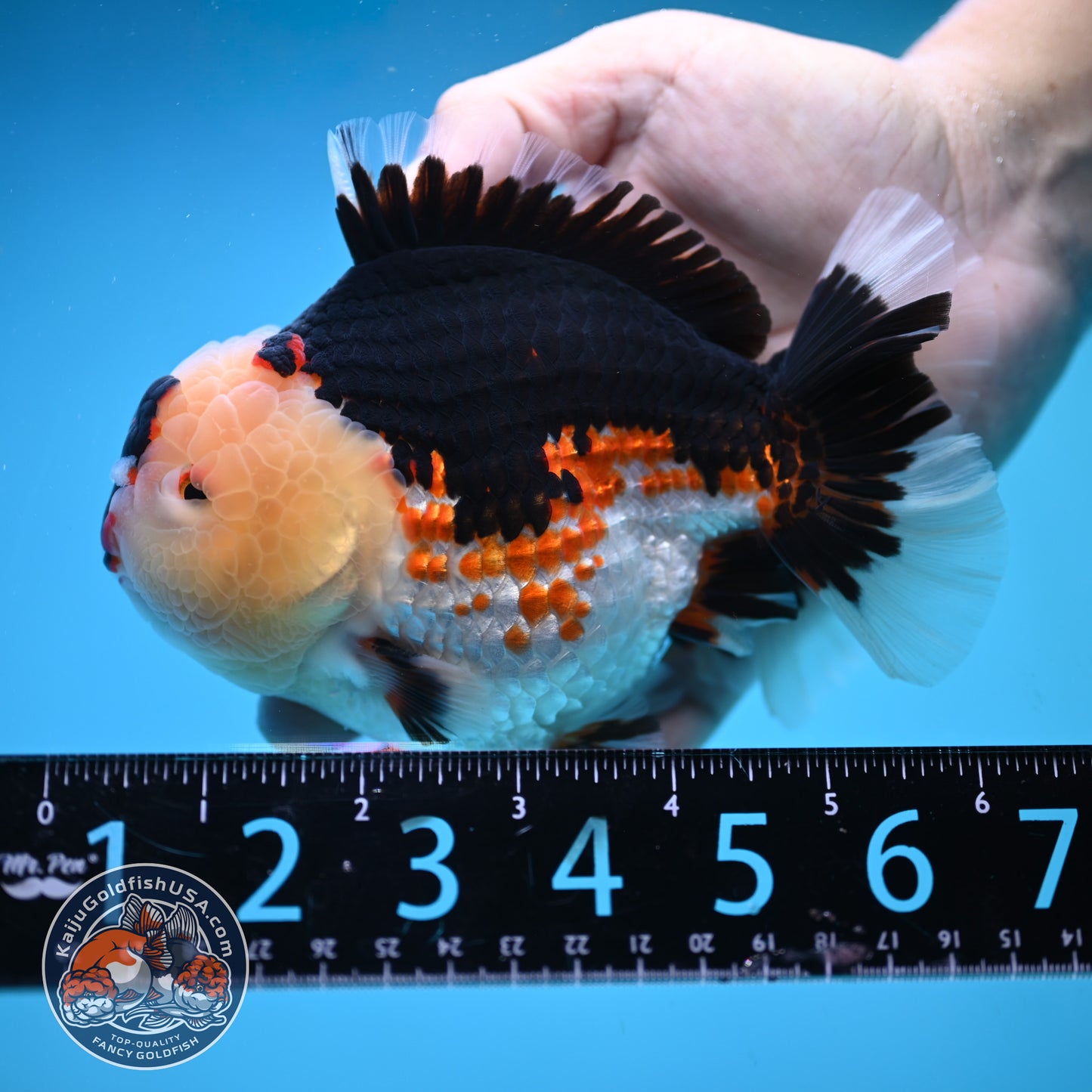 Jumbo Tricolor Oranda 5 inch Body (250905_OR05)