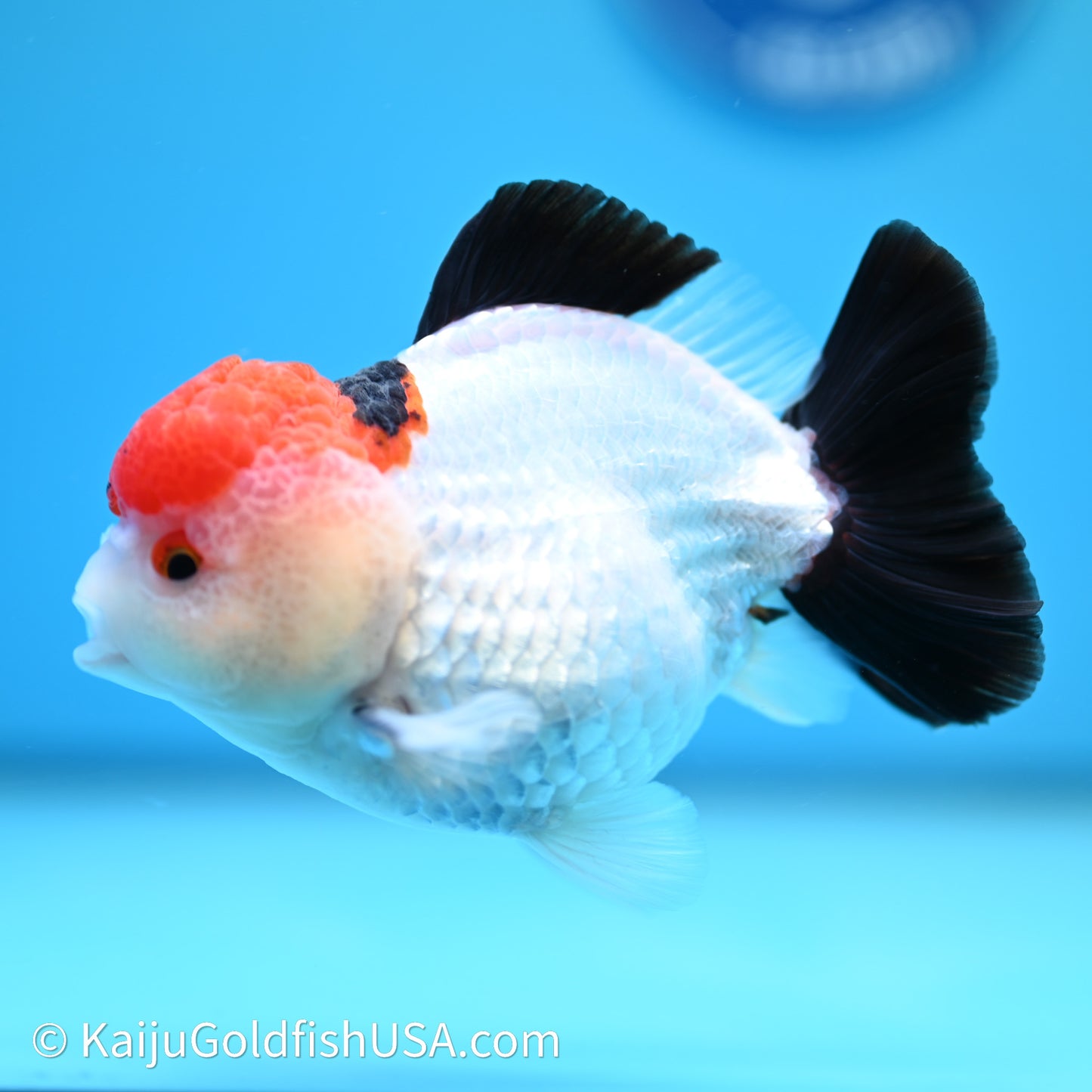 Red Cap Tricolor YuanBao Oranda 4in body (240607_OR05) - Kaiju Goldfish USA